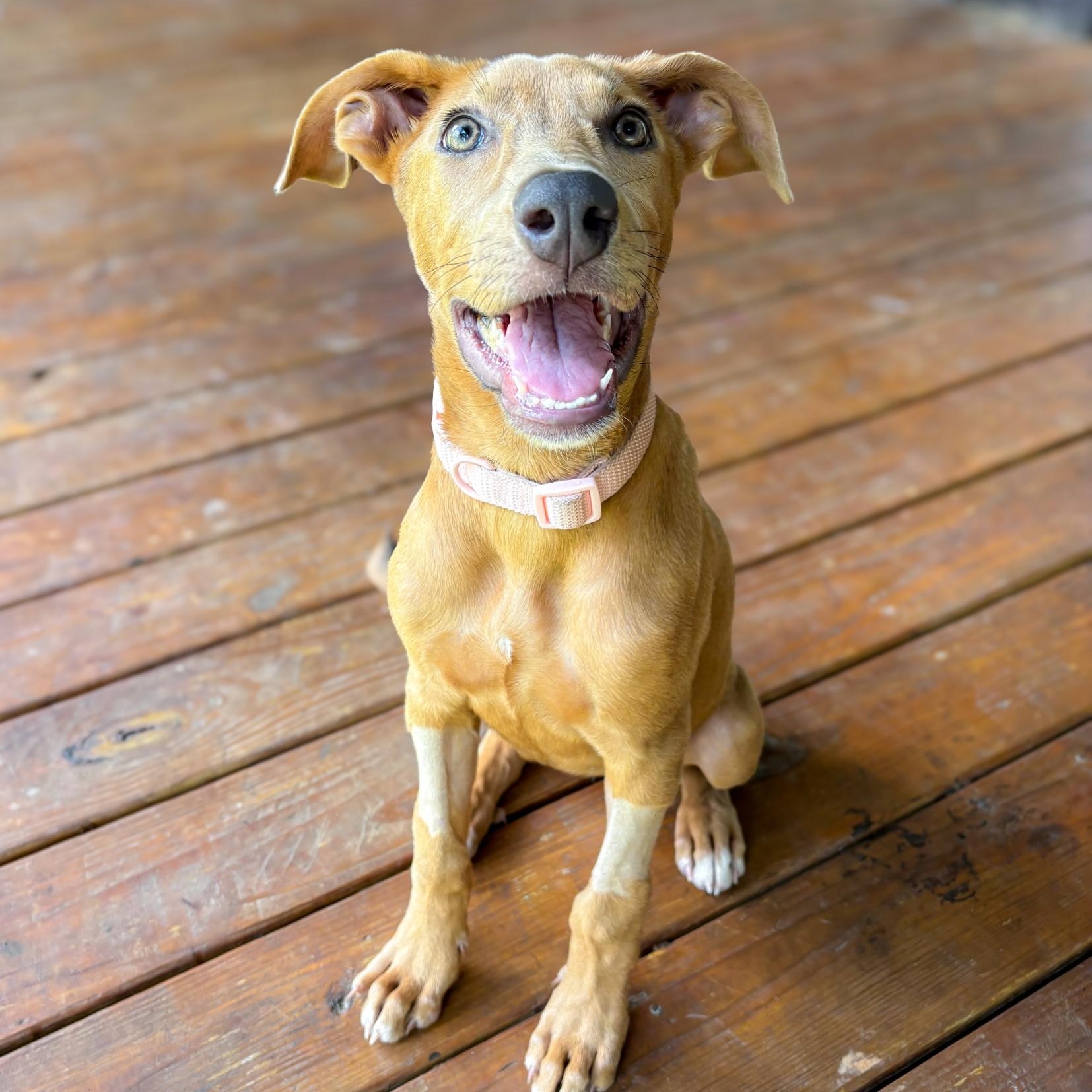 Enlarge Peanut, a Adoptable mixed breed in Holly Springs, MS image 2/3