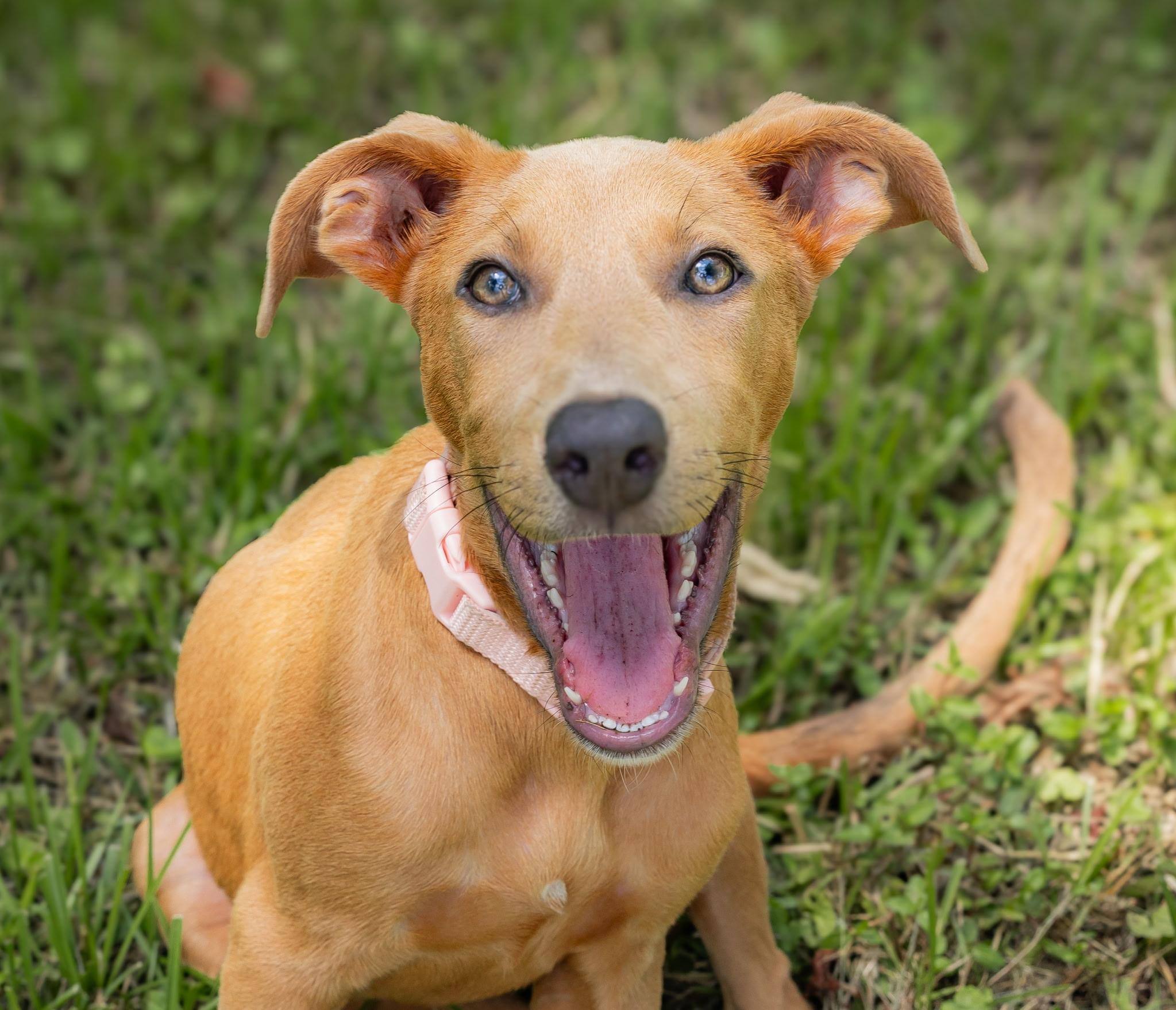 Peanut, Adoptable, Young Female Portuguese Podengo.