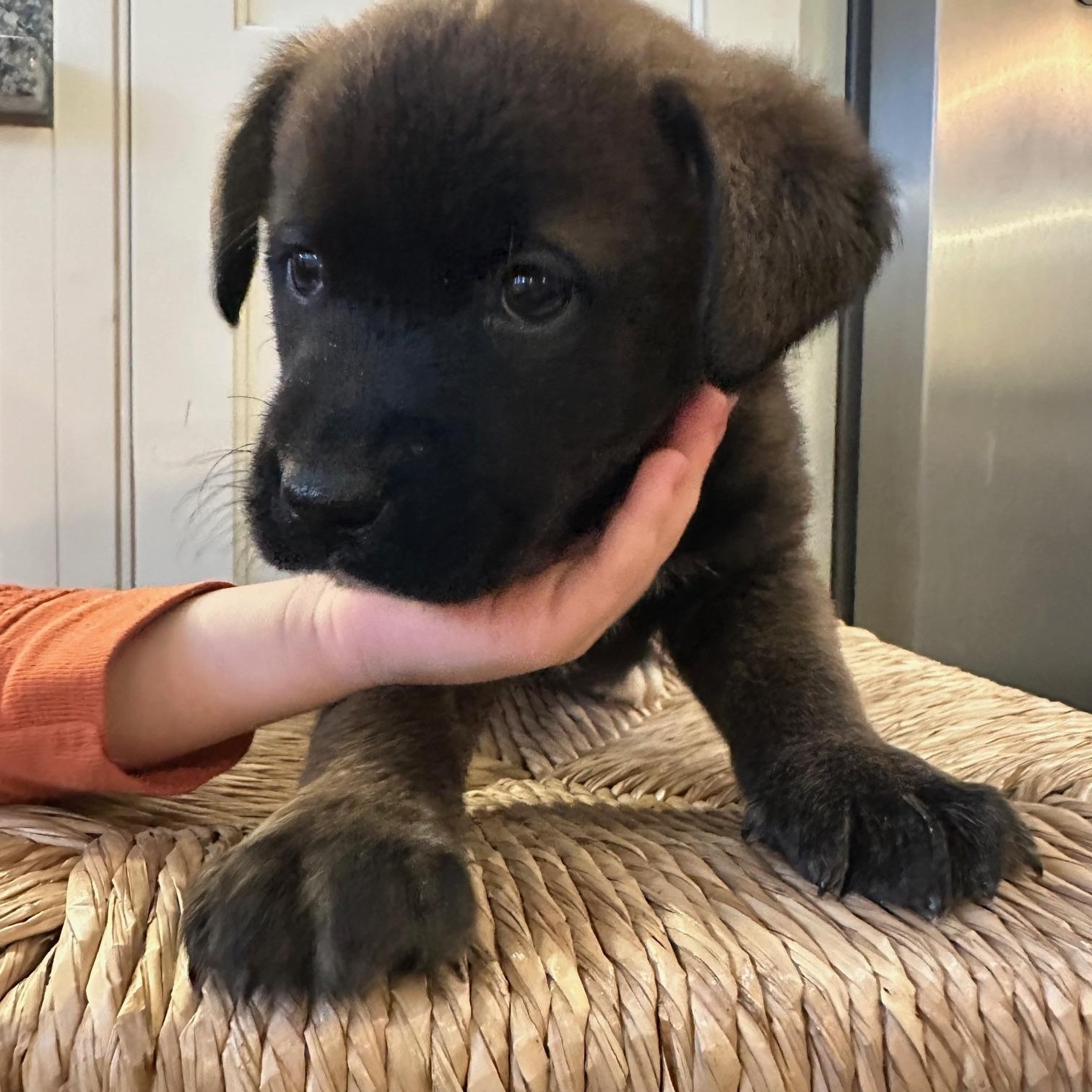 Mocha, adopted, Puppy Male Mixed Breed.