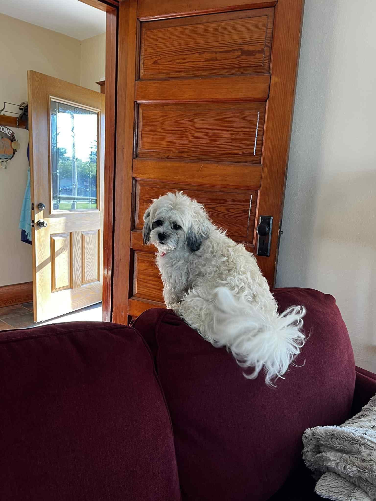 Griffin photo 5