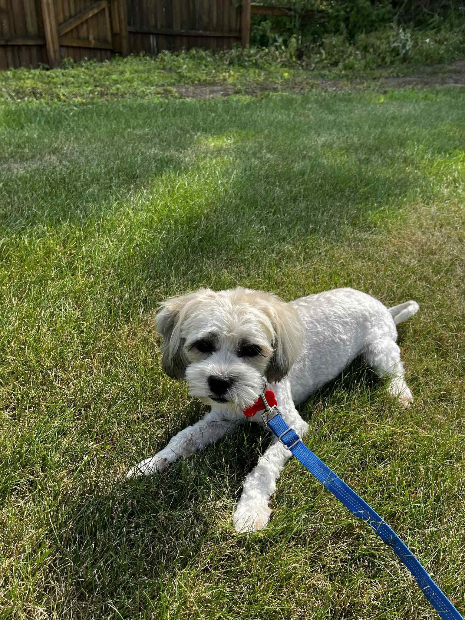 Griffin photo 6
