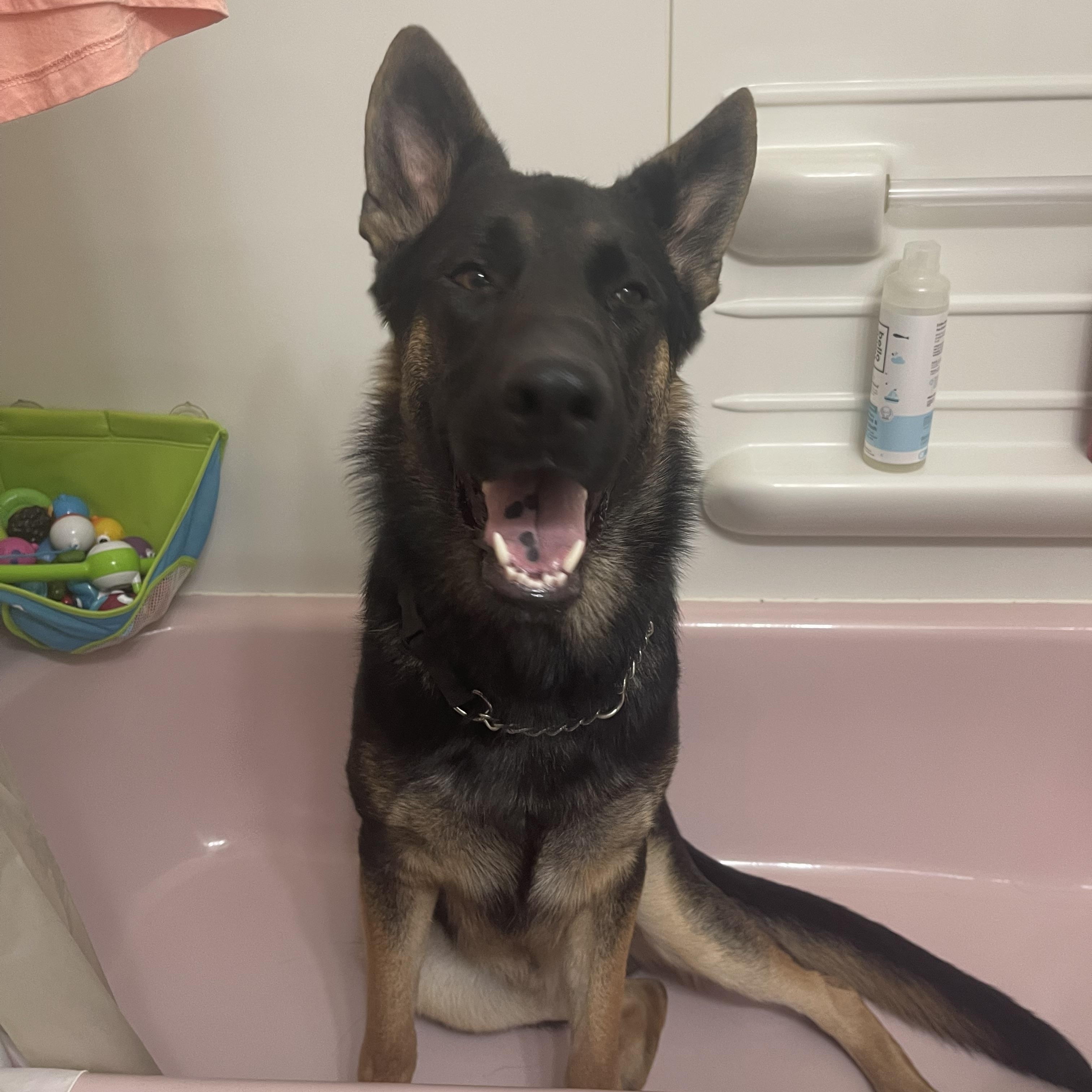 Enlarge Tank, an adopted German Shepherd Dog in Media, PA image 1/3