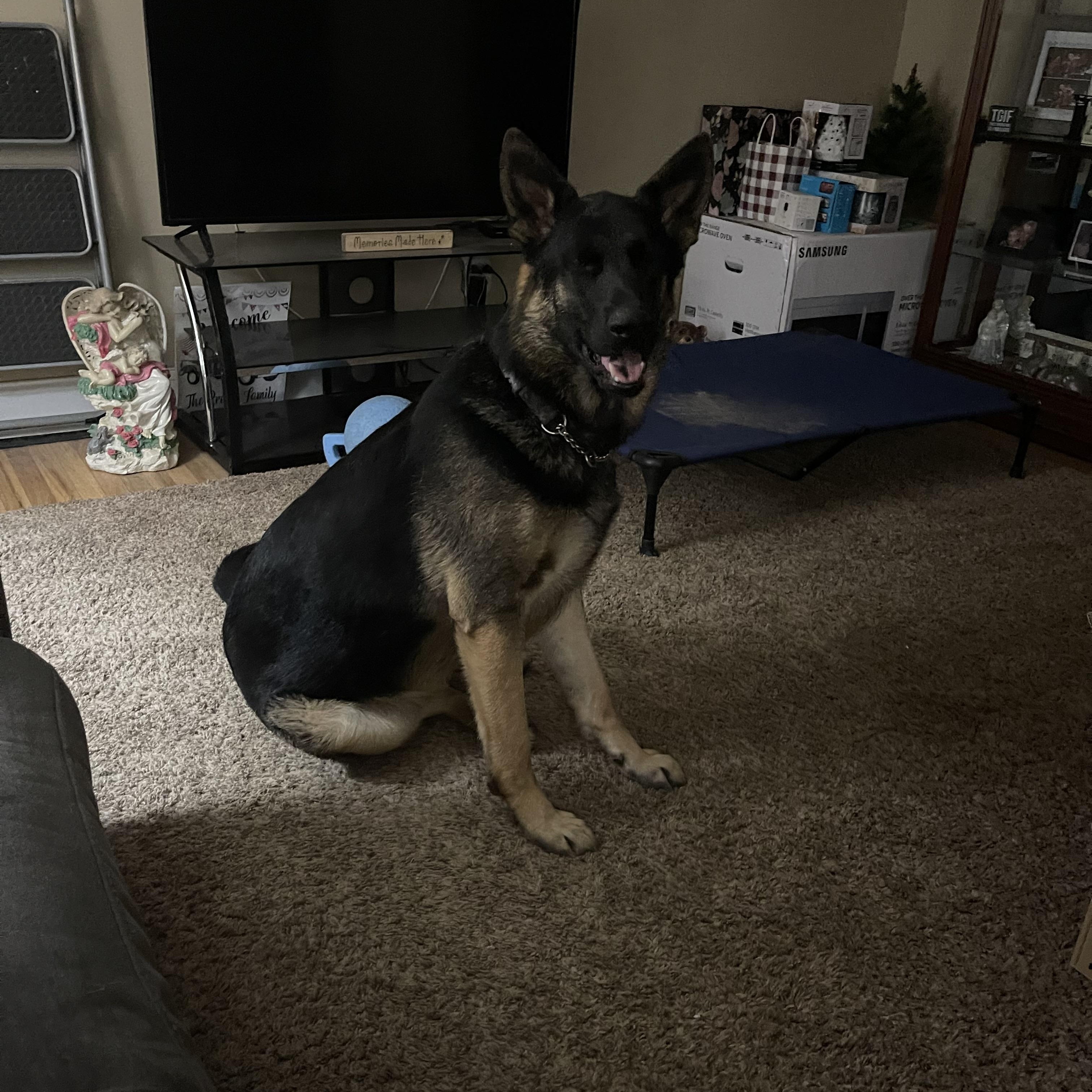 Enlarge Tank, an adopted German Shepherd Dog in Media, PA image 2/3