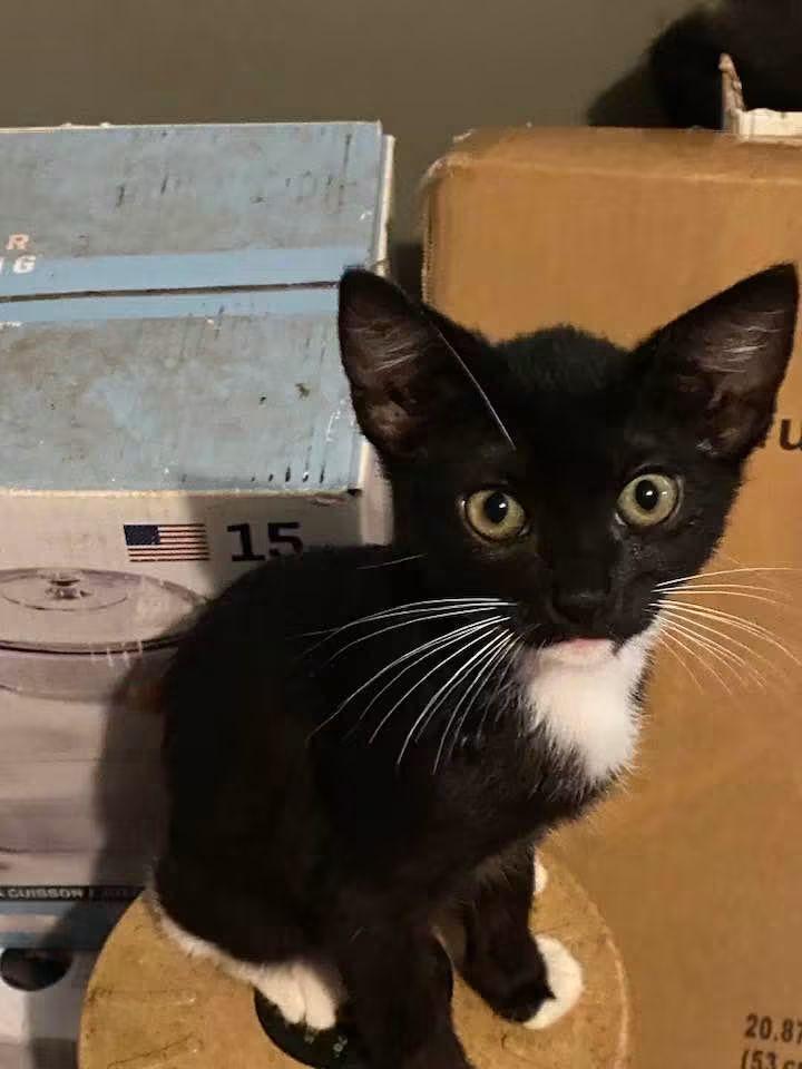 Enlarge Teddy tux, a ADOPTABLE Domestic Short Hair in Beeville, TX image 1/1