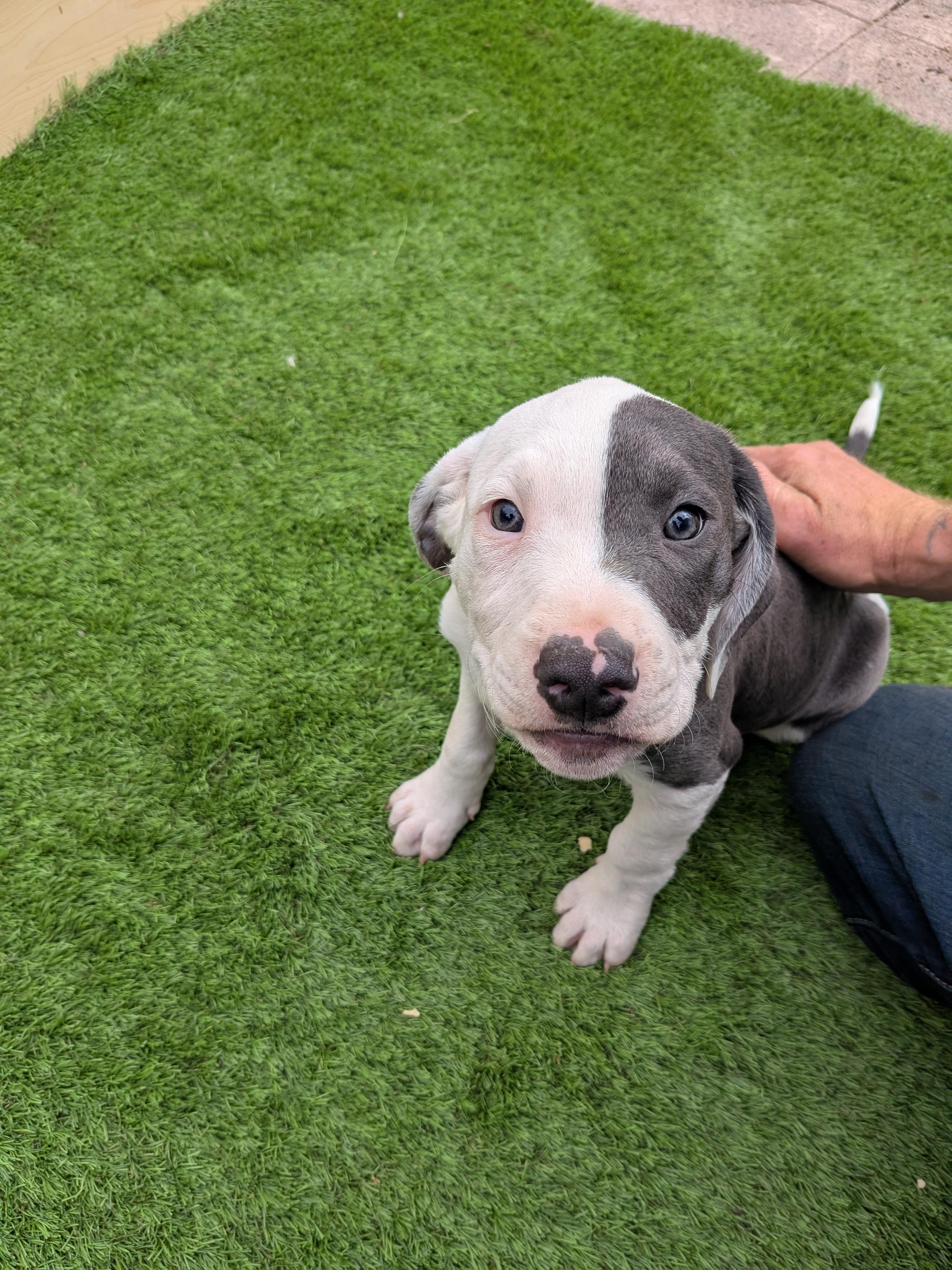 Enlarge Blue, a Adoptable mixed breed in Kirkland, WA image 2/4