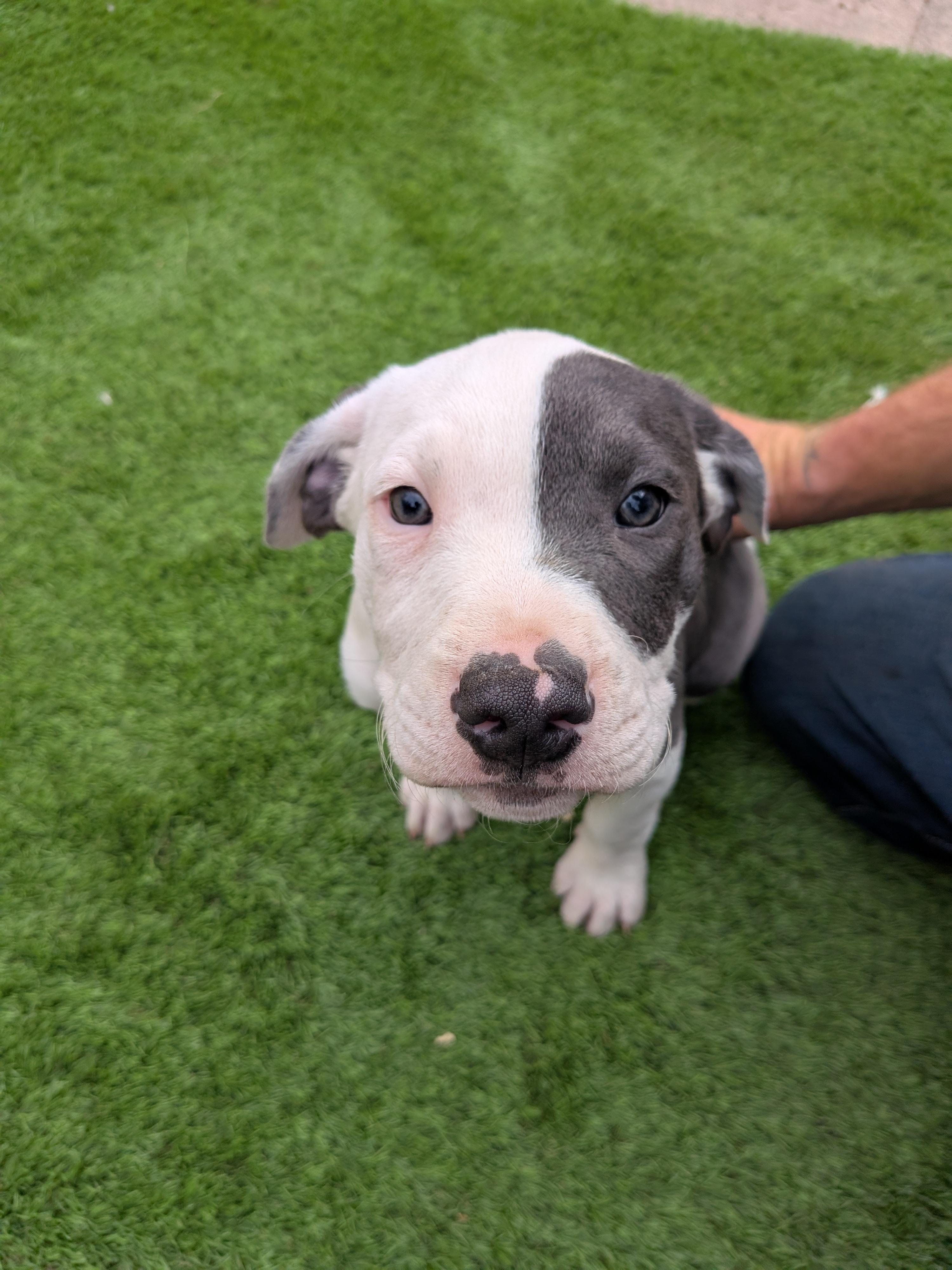 Blue, Adoptable, Puppy Male Bull Terrier & Pit Bull Terrier.