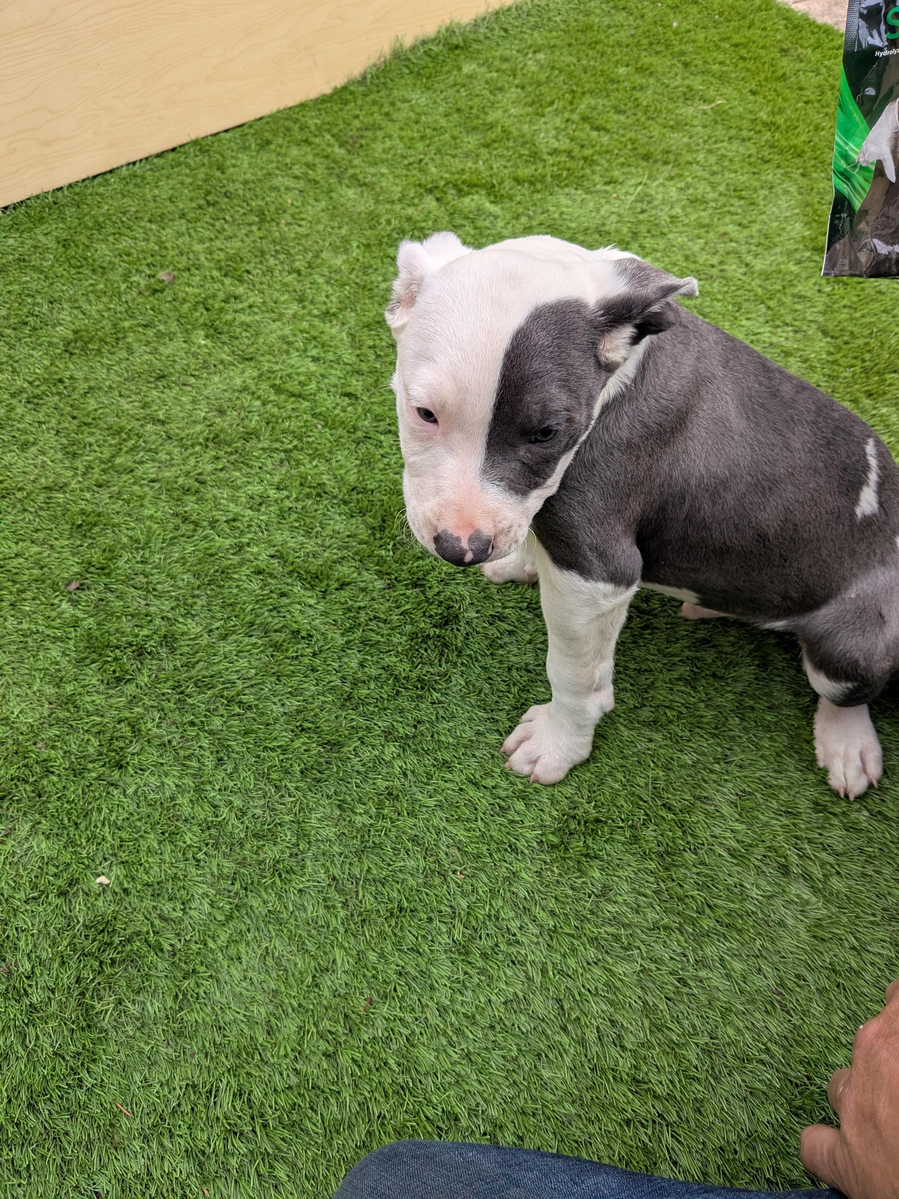 Enlarge Blue, a Adoptable mixed breed in Kirkland, WA image 3/4