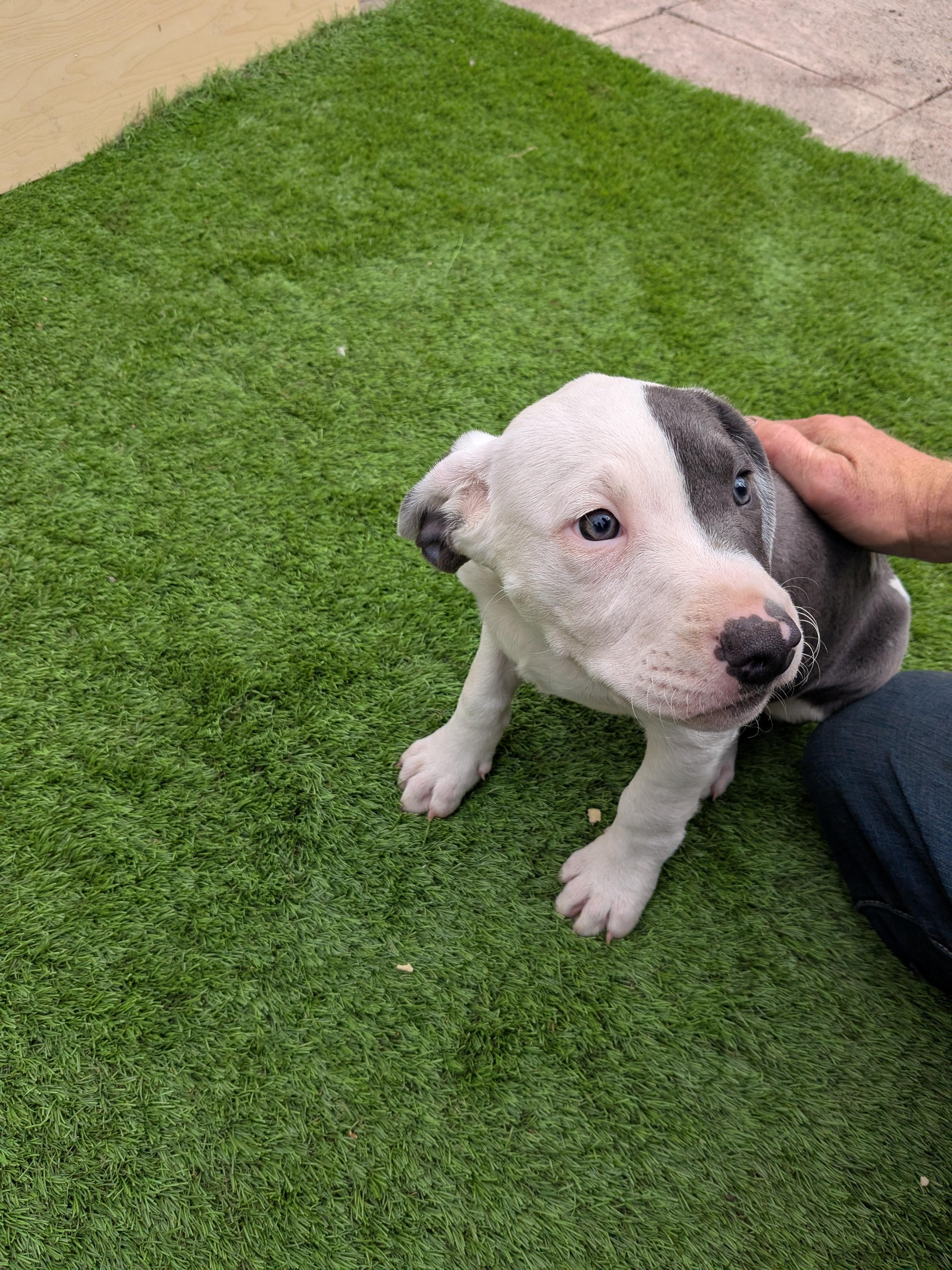 Enlarge Blue, a Adoptable mixed breed in Kirkland, WA image 4/4