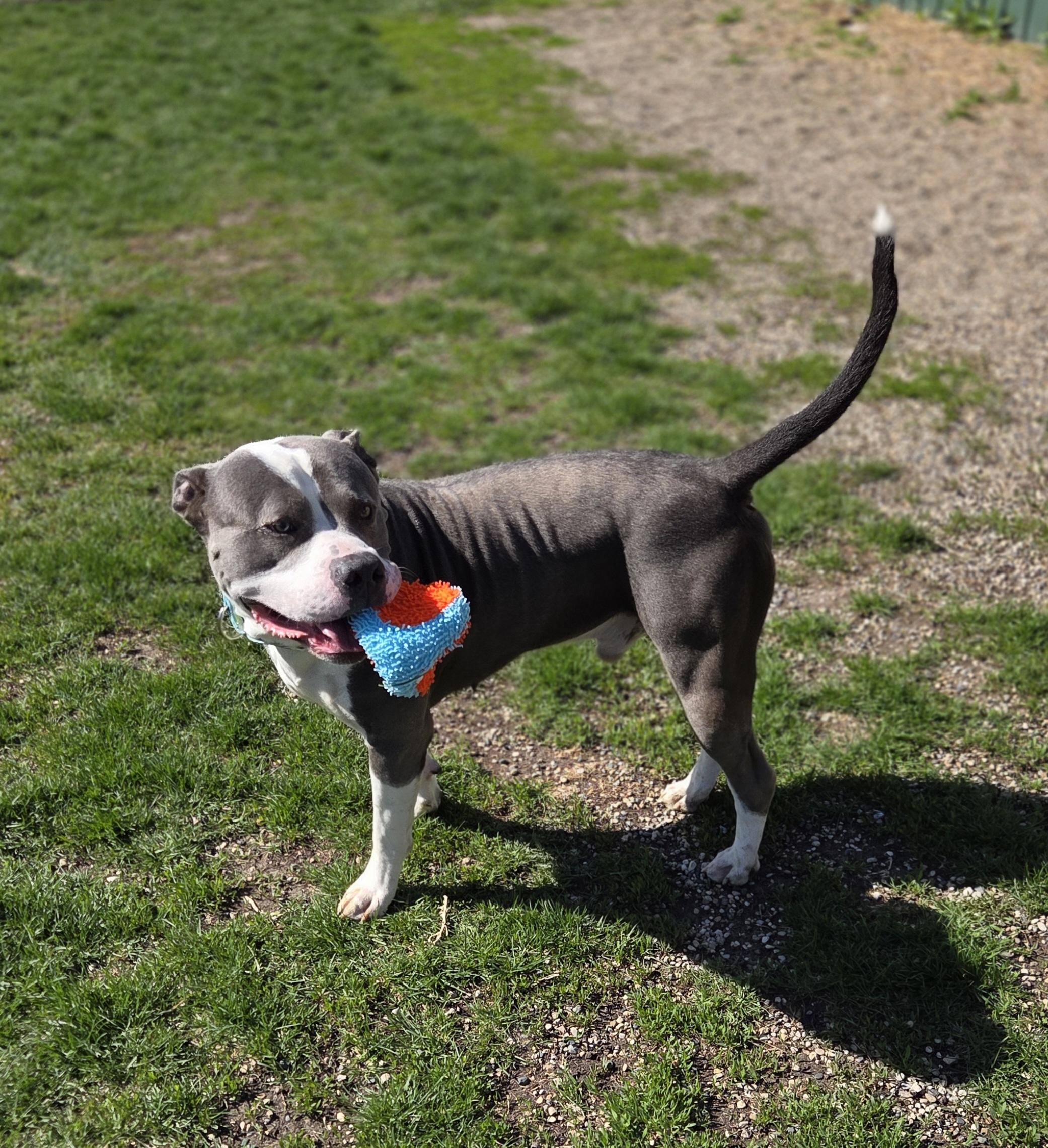 Bleu Cheese, a ADOPTABLE Pit Bull Terrier in Brookings, SD image 2/2