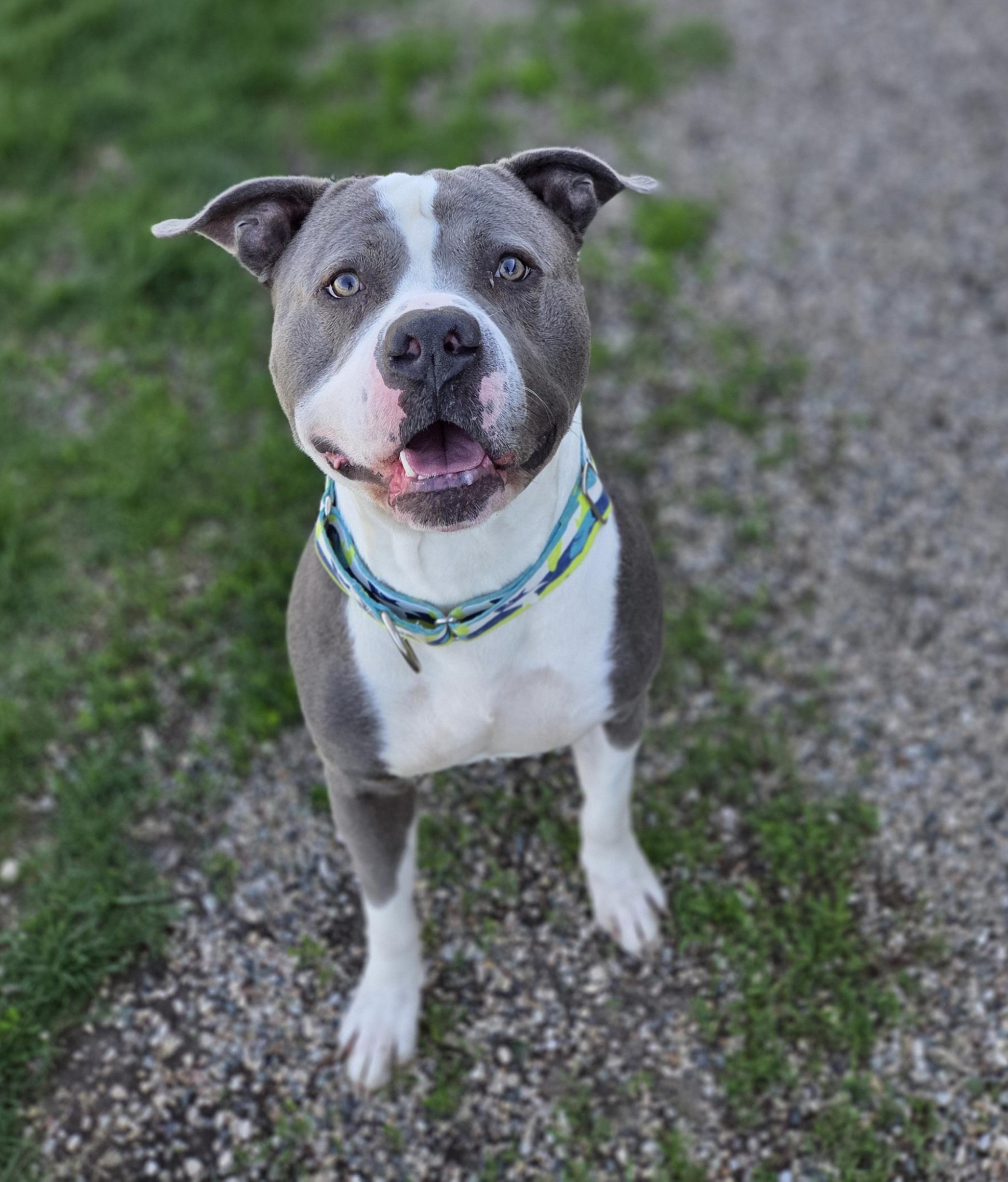 Bleu Cheese, ADOPTABLE, Adult Male Pit Bull Terrier.