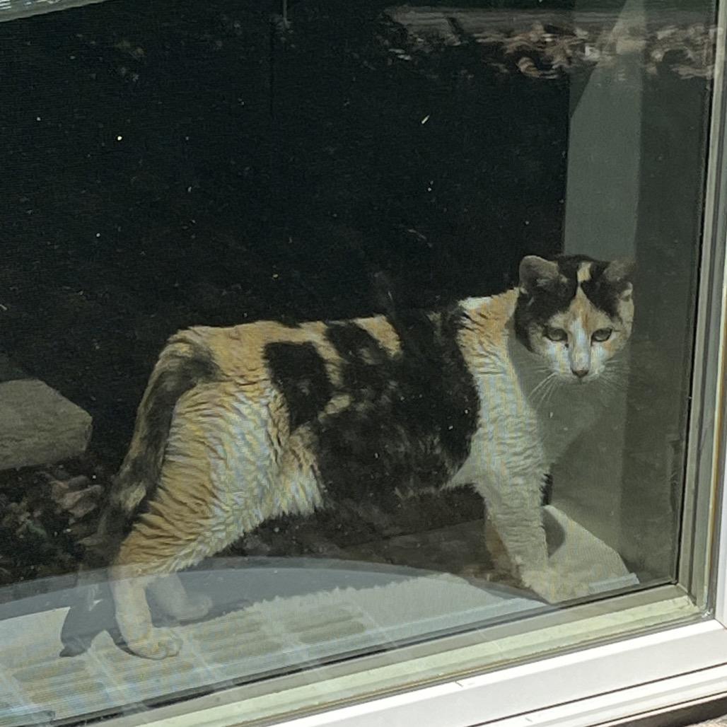 ZeeZee, Adoptable, Adult Female Domestic Short Hair.