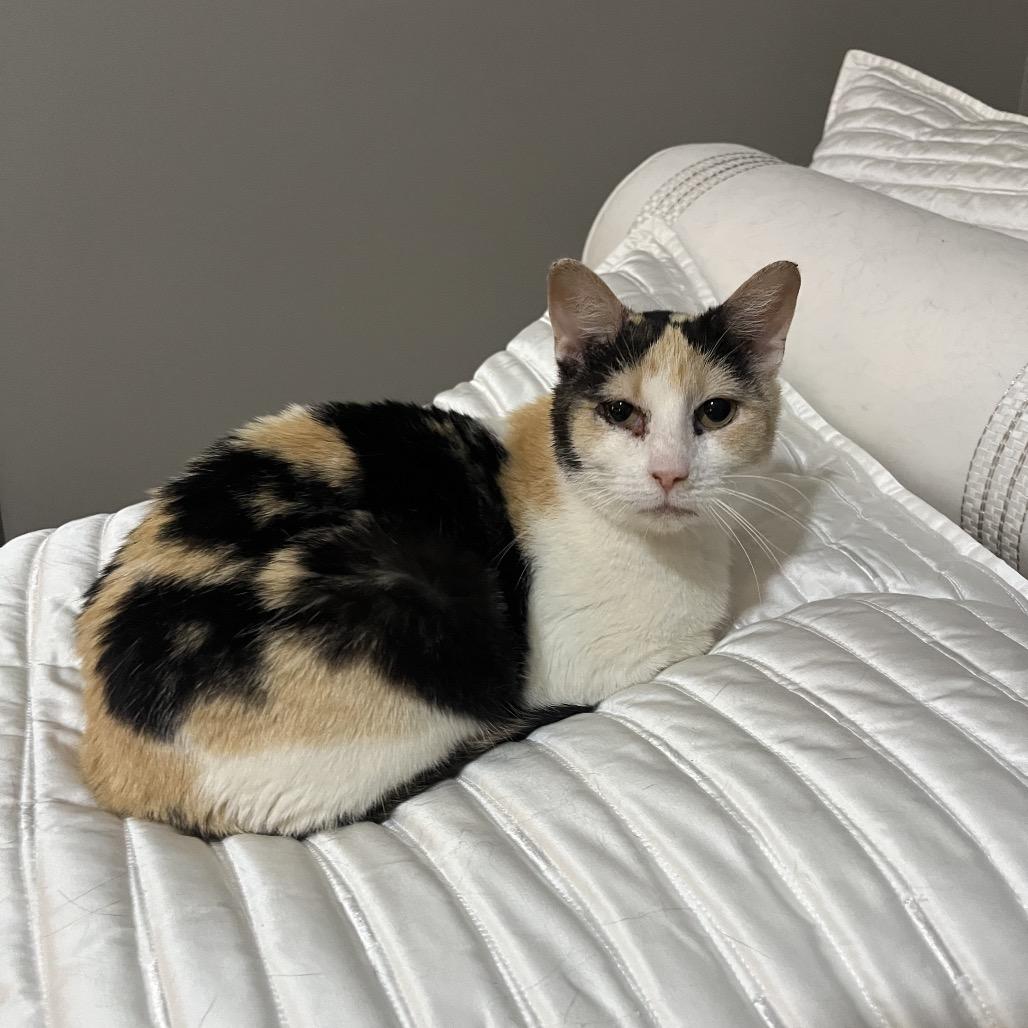 ZeeZee, Adoptable, Adult Female Domestic Short Hair.