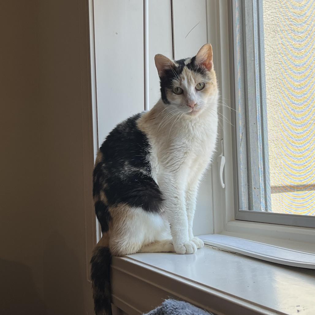 Enlarge ZeeZee, a Adoptable Domestic Short Hair in Overland Park, KS image 2/4