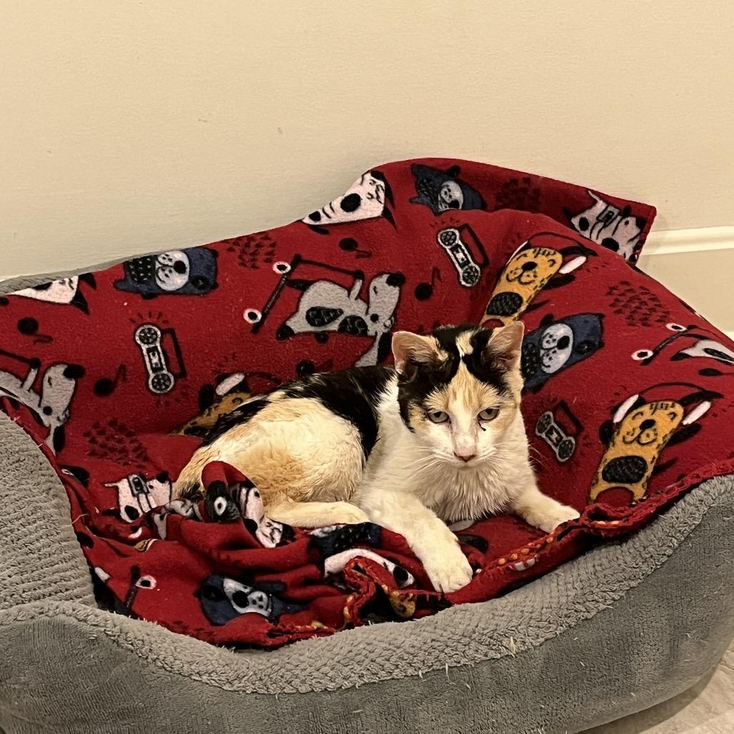 Enlarge ZeeZee, a Adoptable Domestic Short Hair in Overland Park, KS image 3/4