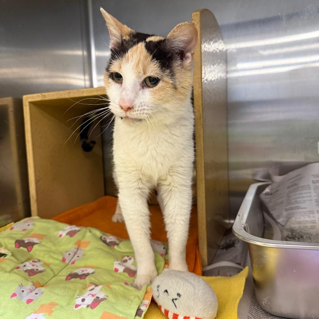 Enlarge ZeeZee, a Adoptable Domestic Short Hair in Overland Park, KS image 4/4