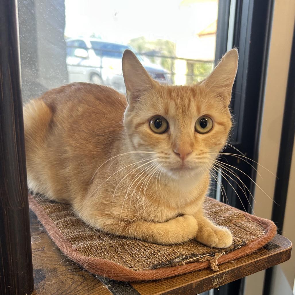 Honey, Adoptable, Adult Female Domestic Short Hair.