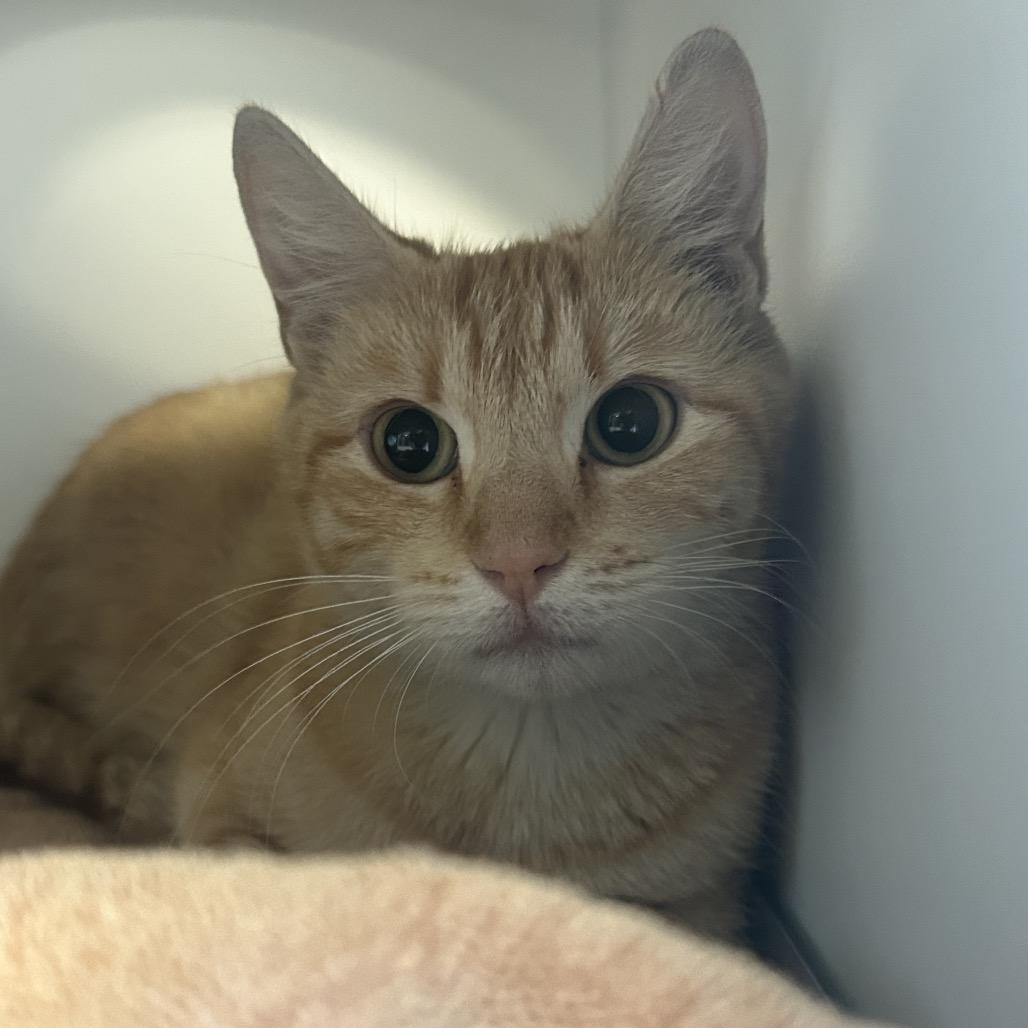 Honey, a Adoptable Domestic Short Hair in Park City, UT image 2/4