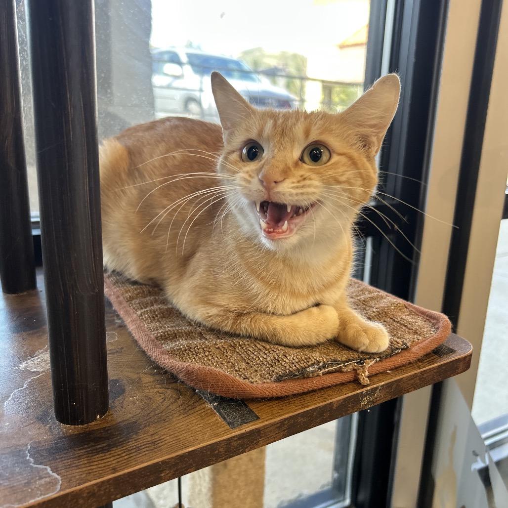 Honey, a Adoptable Domestic Short Hair in Park City, UT image 3/4
