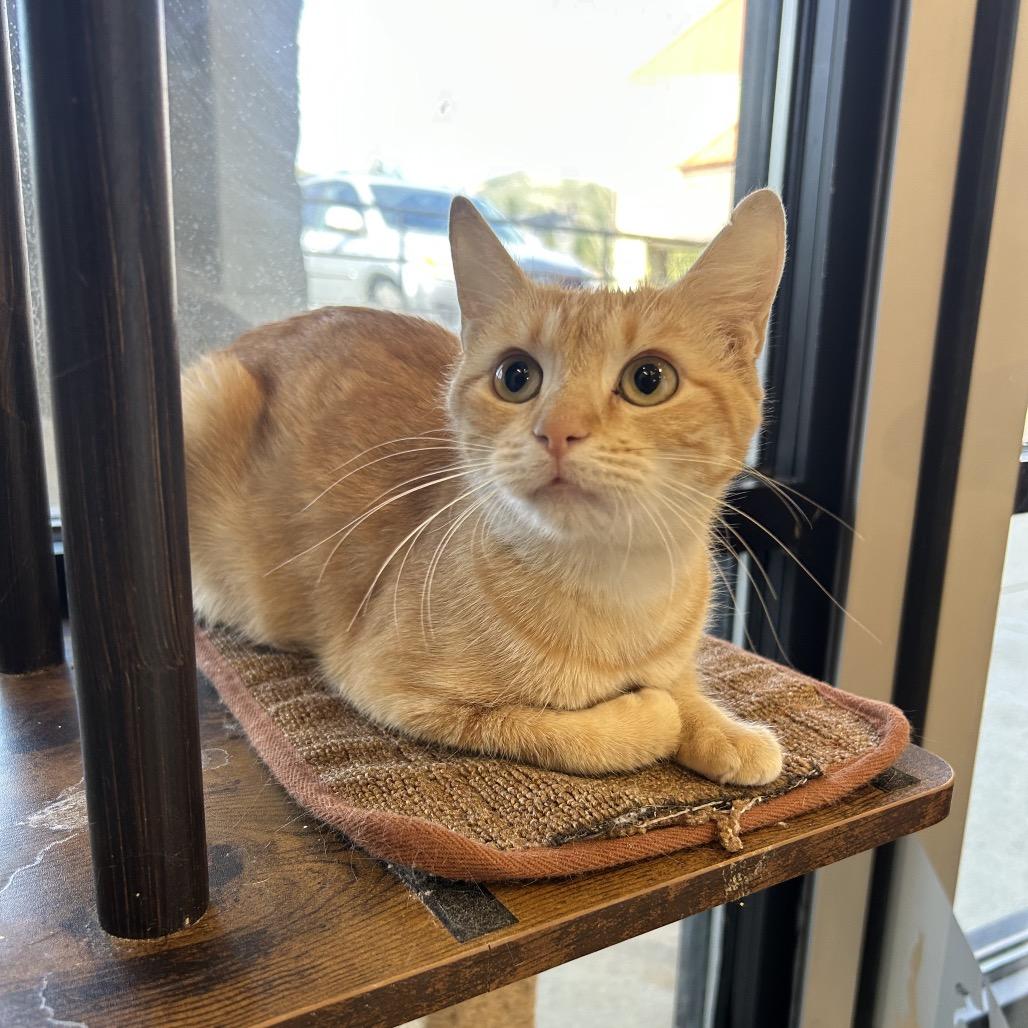Honey, a Adoptable Domestic Short Hair in Park City, UT image 4/4
