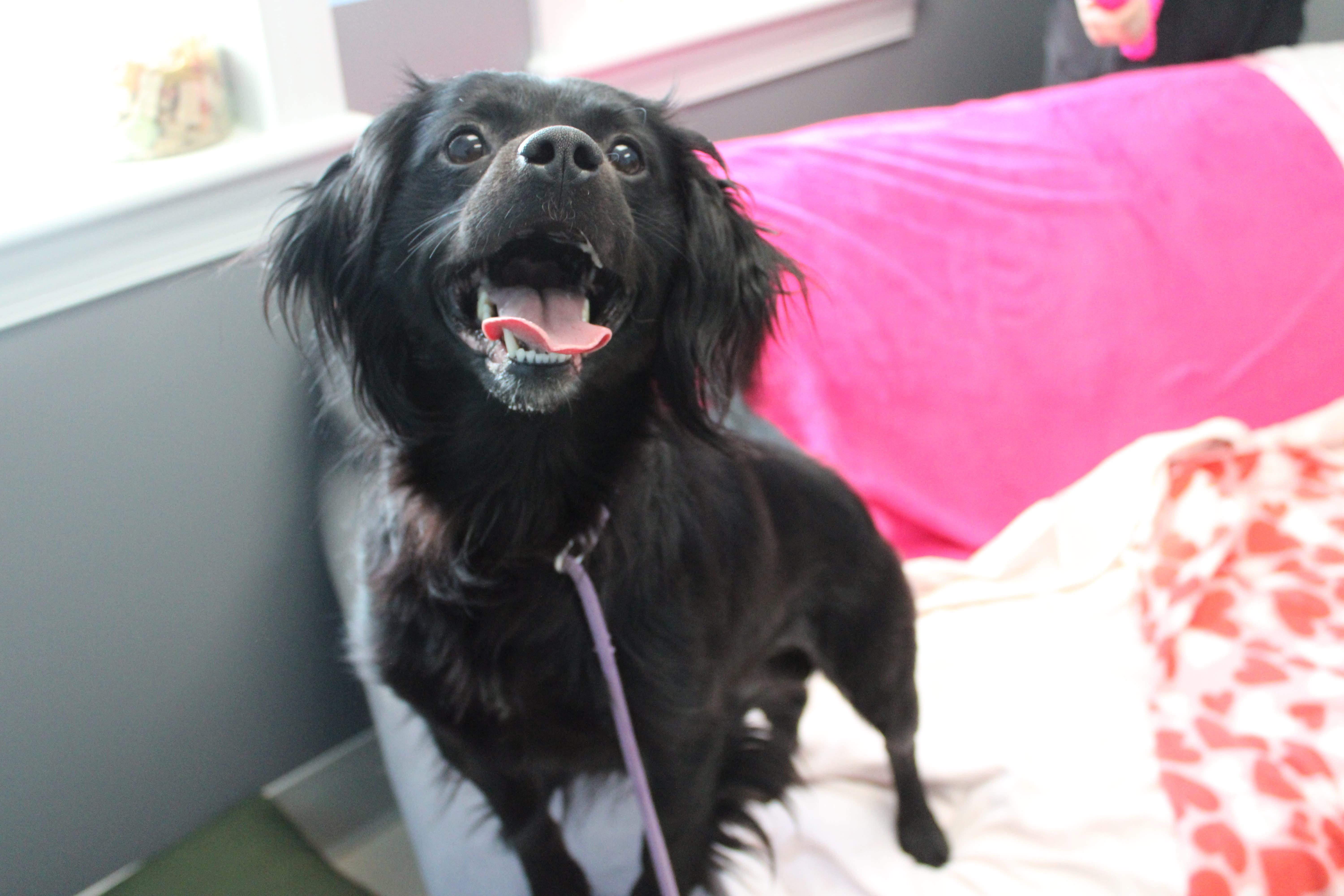 Enlarge Ollie , a ADOPTABLE mixed breed in Culpeper, VA image 1/3