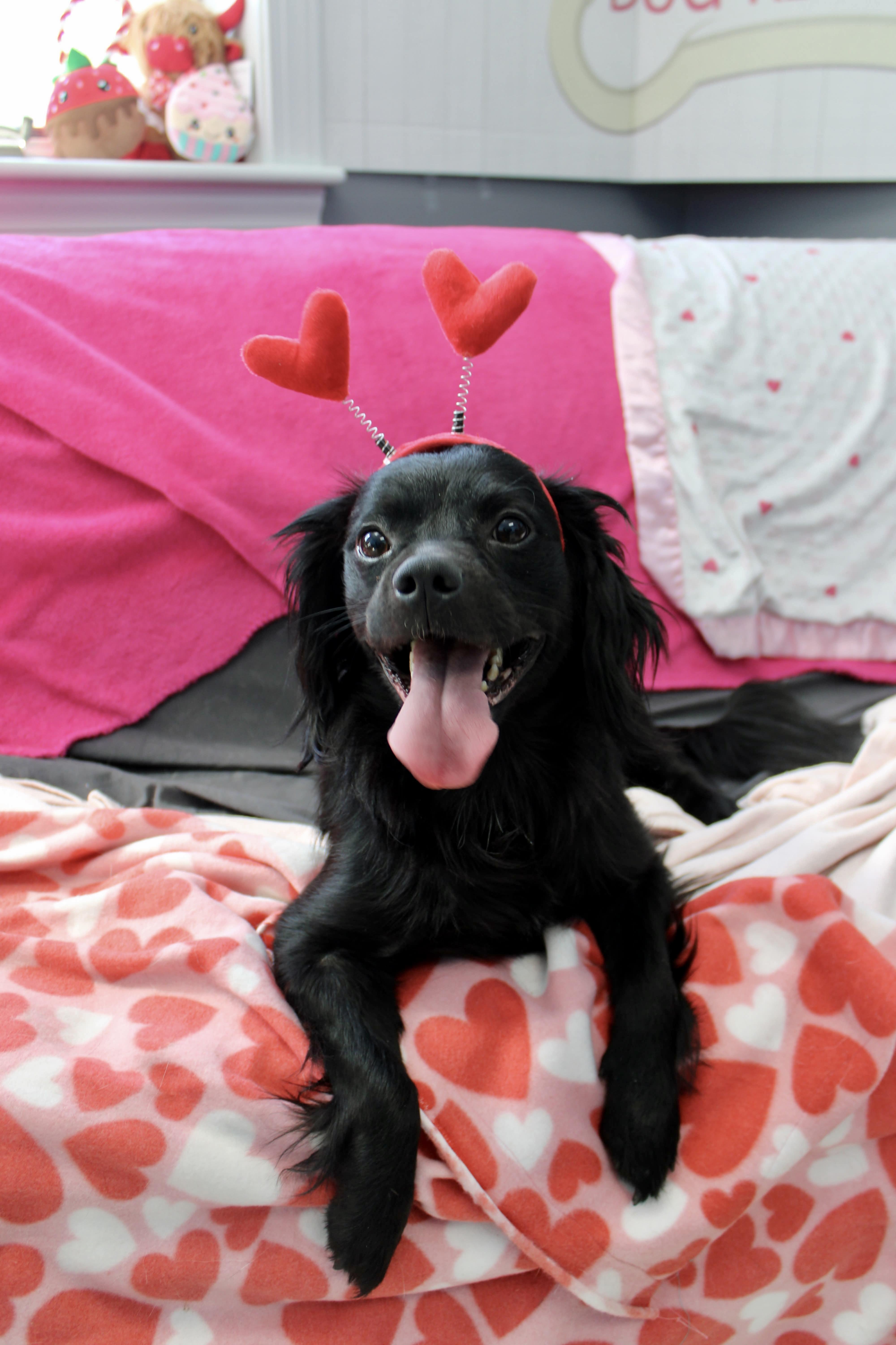 Enlarge Ollie , a ADOPTABLE mixed breed in Culpeper, VA image 2/3