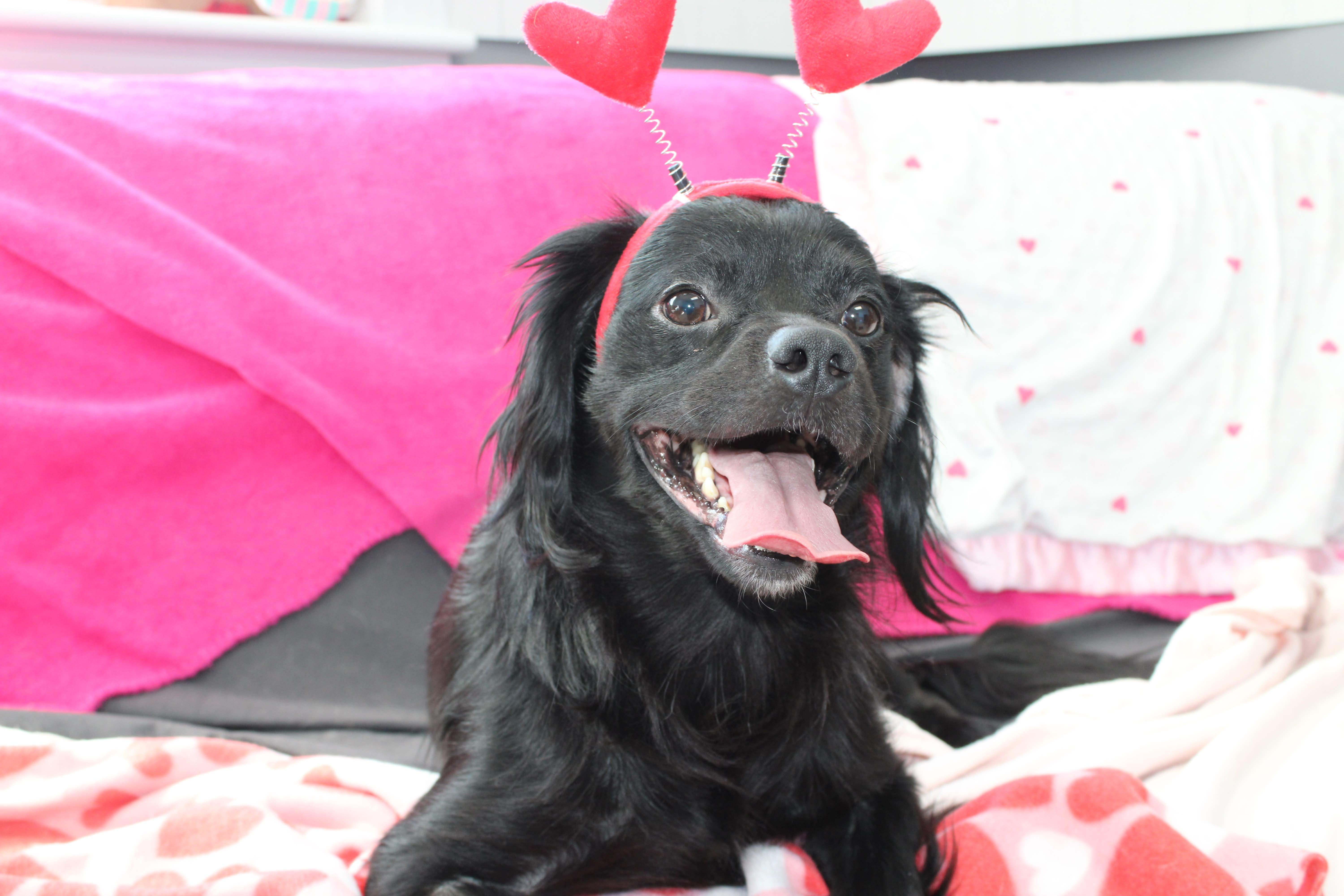 Enlarge Ollie , a ADOPTABLE mixed breed in Culpeper, VA image 3/3