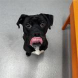 Enlarge Kahn, a ADOPTABLE Mixed Breed in Hilliard, OH image 3/3