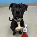 Kahn, ADOPTABLE, Young Male Mixed Breed.