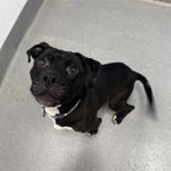 Enlarge Kahn, a ADOPTABLE Mixed Breed in Hilliard, OH image 2/3