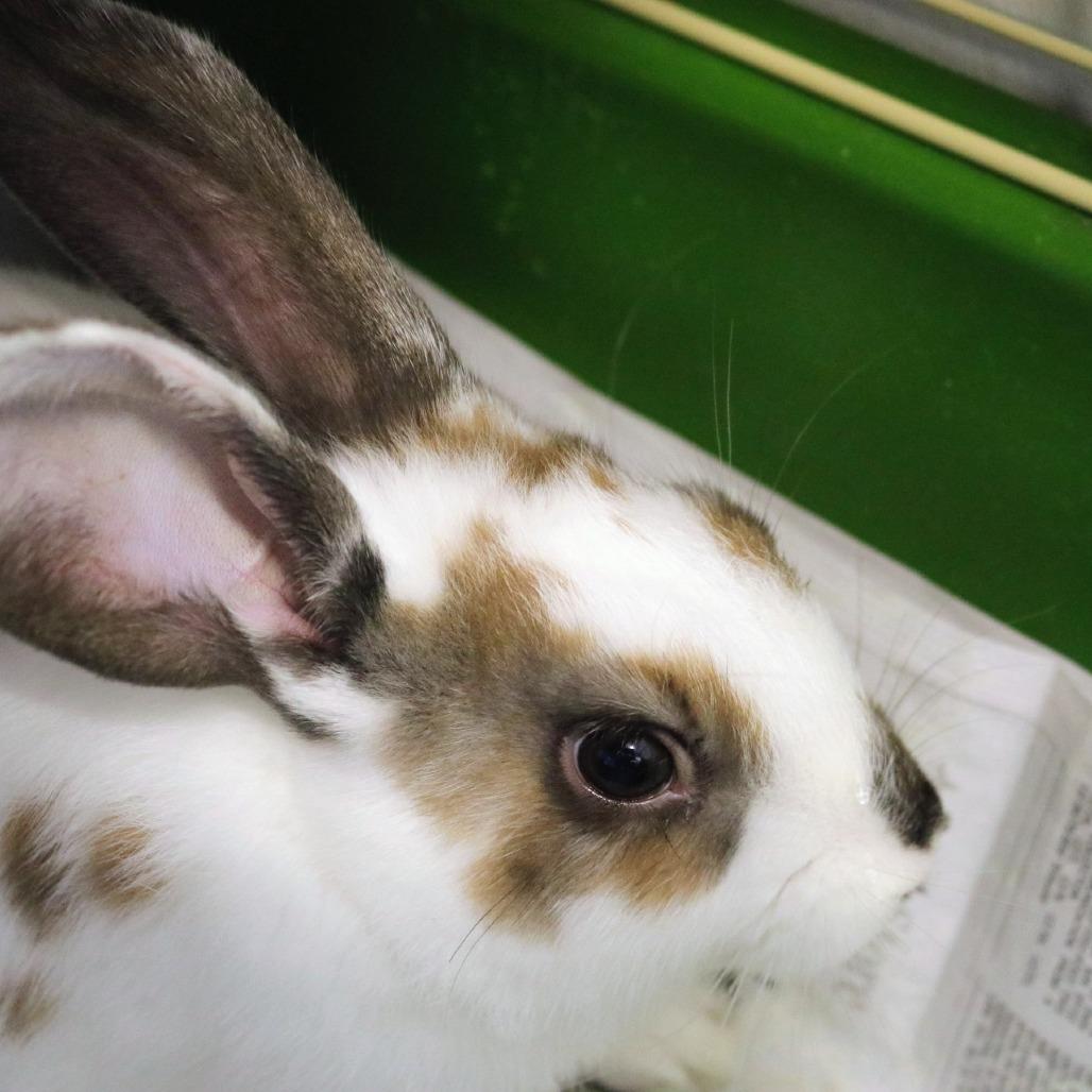 Ned, Adoptable, Baby Male Rex & Bunny Rabbit.