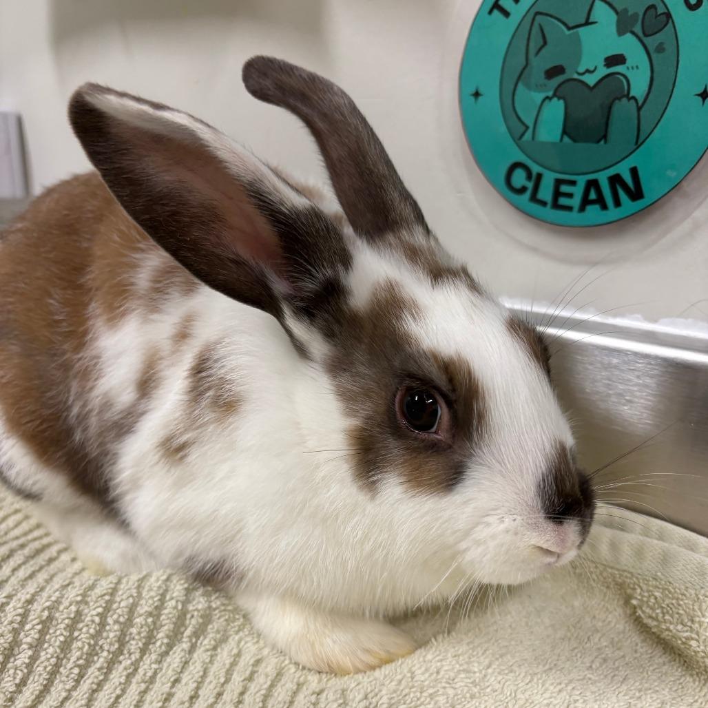 Enlarge Ned, a Adoptable mixed breed in Saint Cloud, MN image 2/2