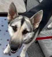 Enlarge MILES the Great, a Adoptable mixed breed in Norco, CA image 1/3