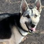 Enlarge MILES the Great, a Adoptable mixed breed in Norco, CA image 2/3