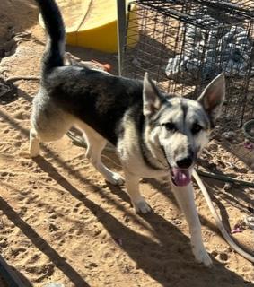 Enlarge MILES the Great, a Adoptable mixed breed in Norco, CA image 3/3