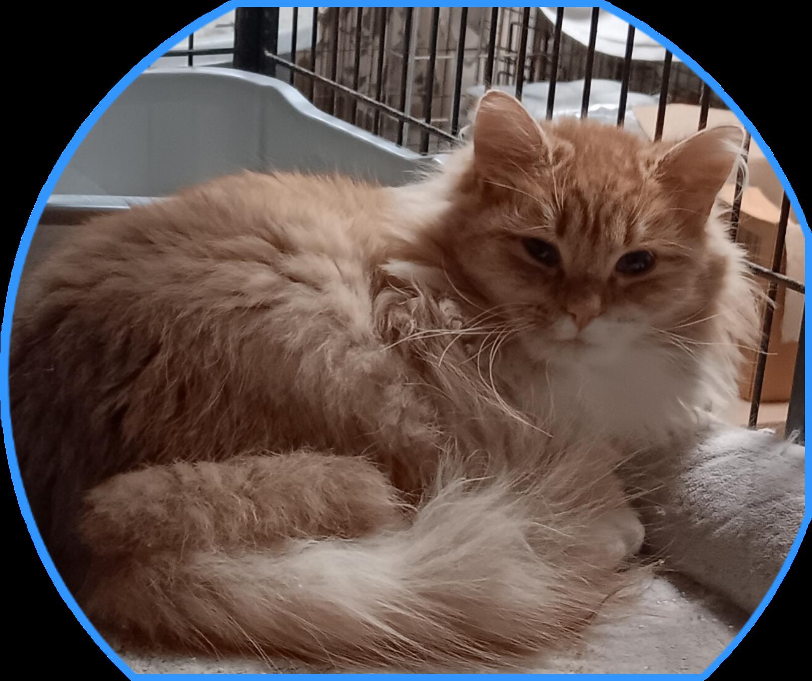 Fletch, ADOPTABLE, Young Male Maine Coon.