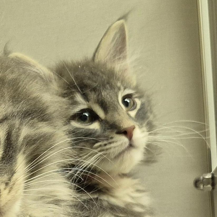 Enlarge Joe, a Adoptable Domestic Medium Hair in Drumheller, AB image 1/1