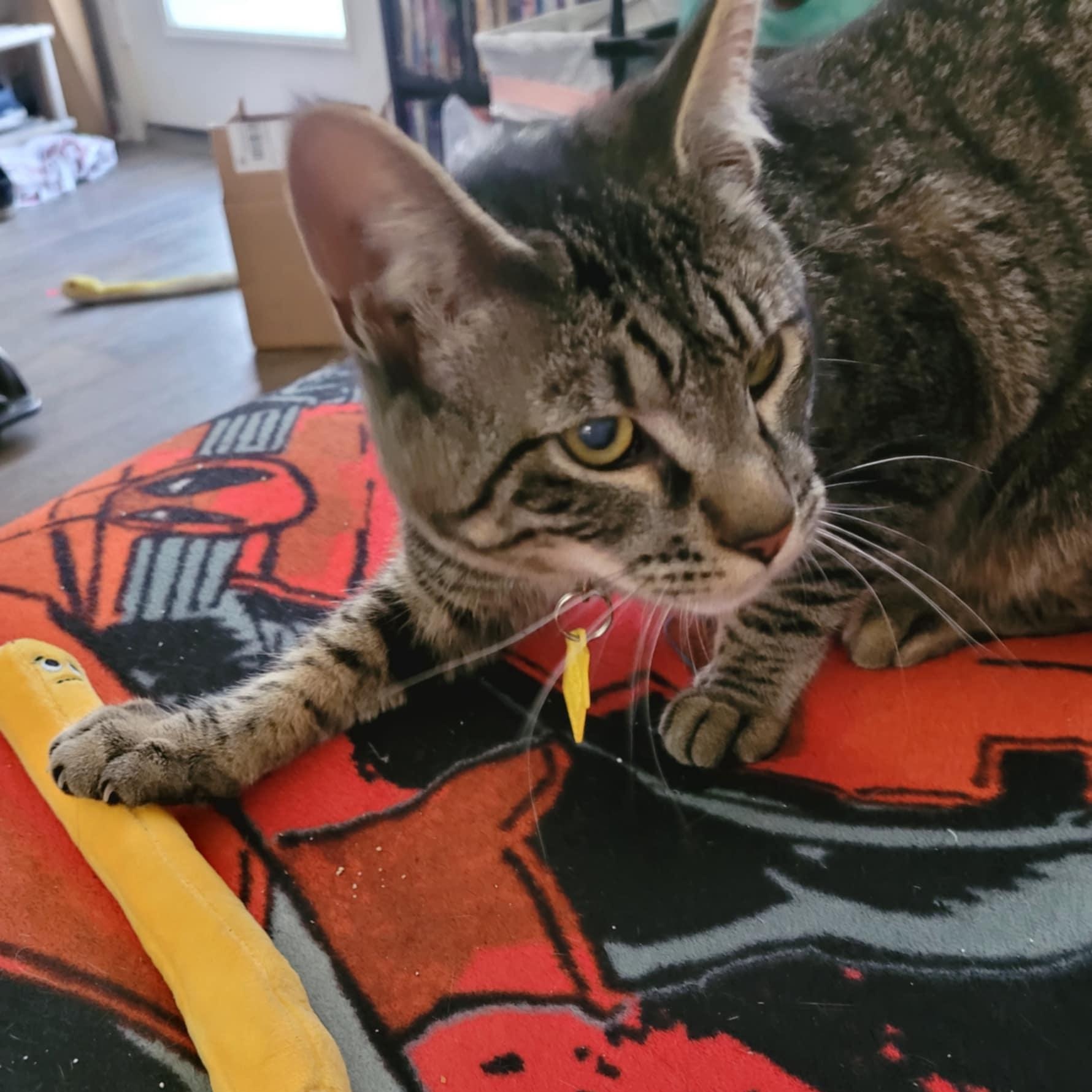 Brutus- see video.  Special needs kitten