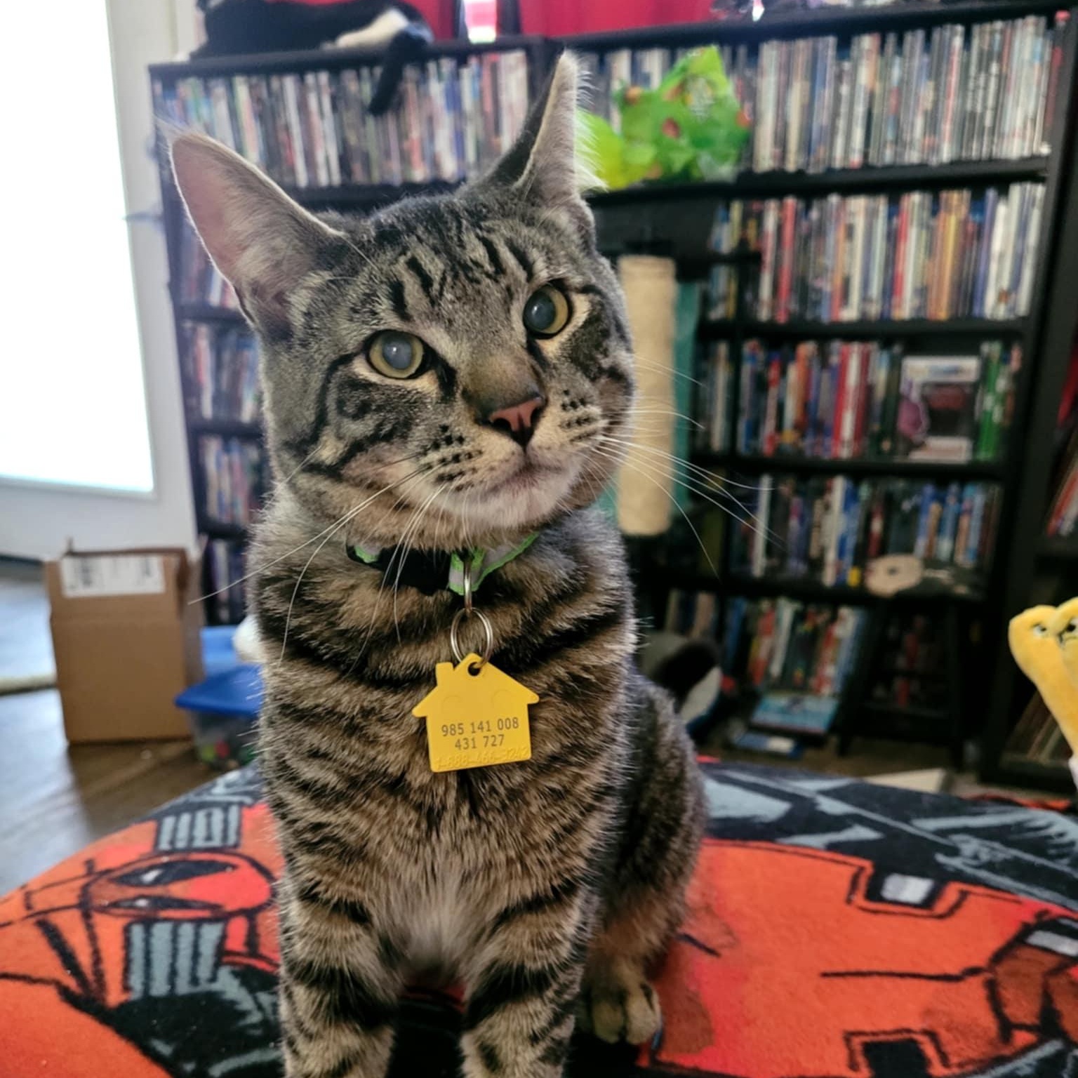 Brutus- see video.  Special needs kitten