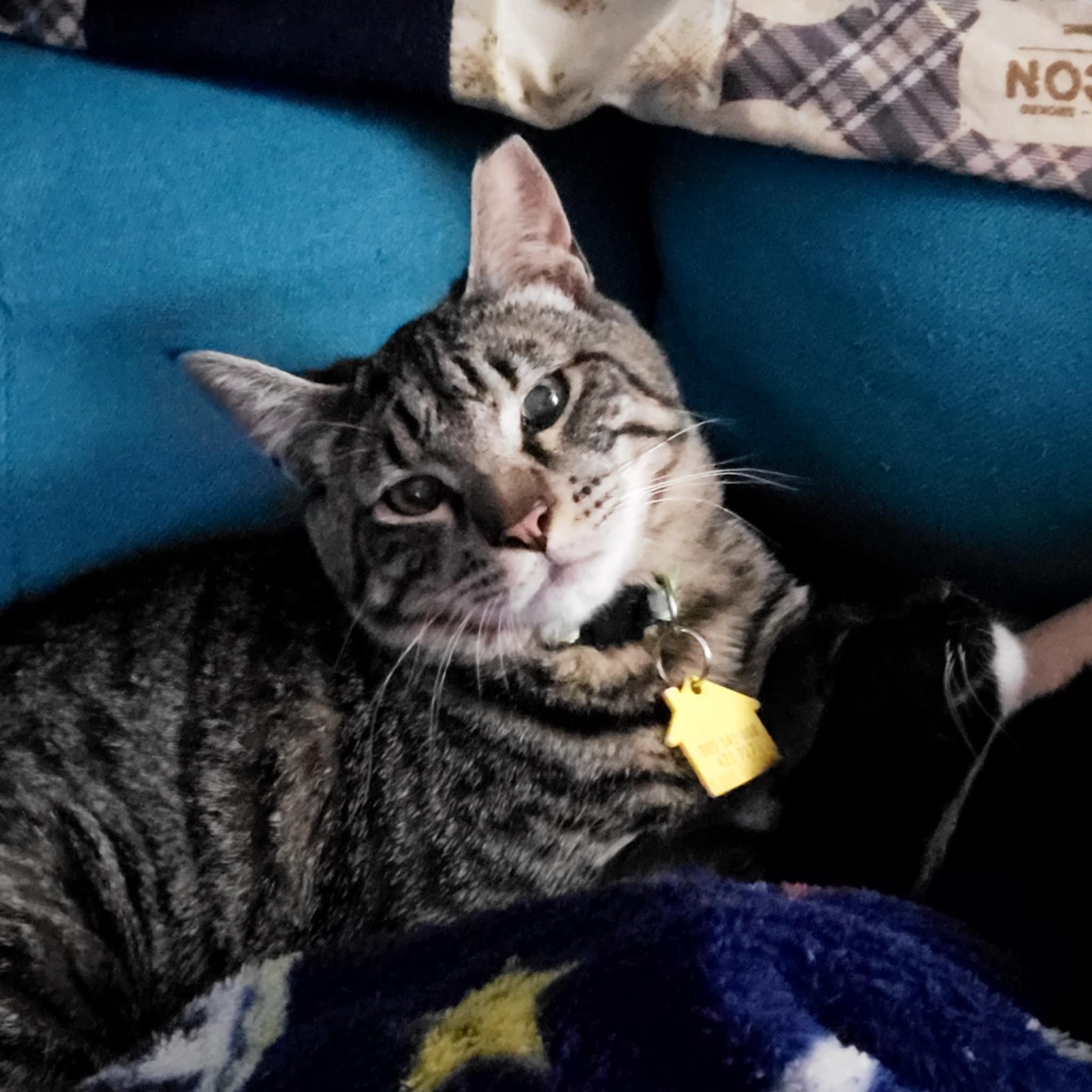 Brutus- see video.  Special needs kitten