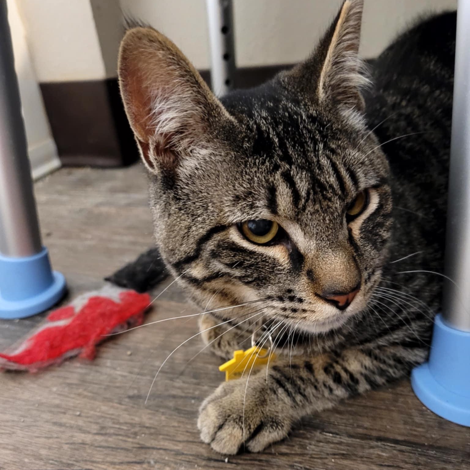 Brutus- see video.  Special needs kitten
