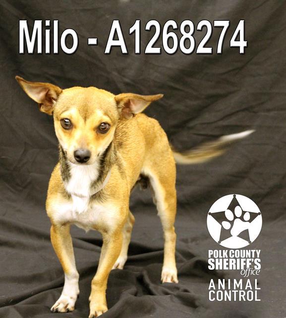 MILO, Adoptable, Adult Male Chihuahua & Mixed Breed.