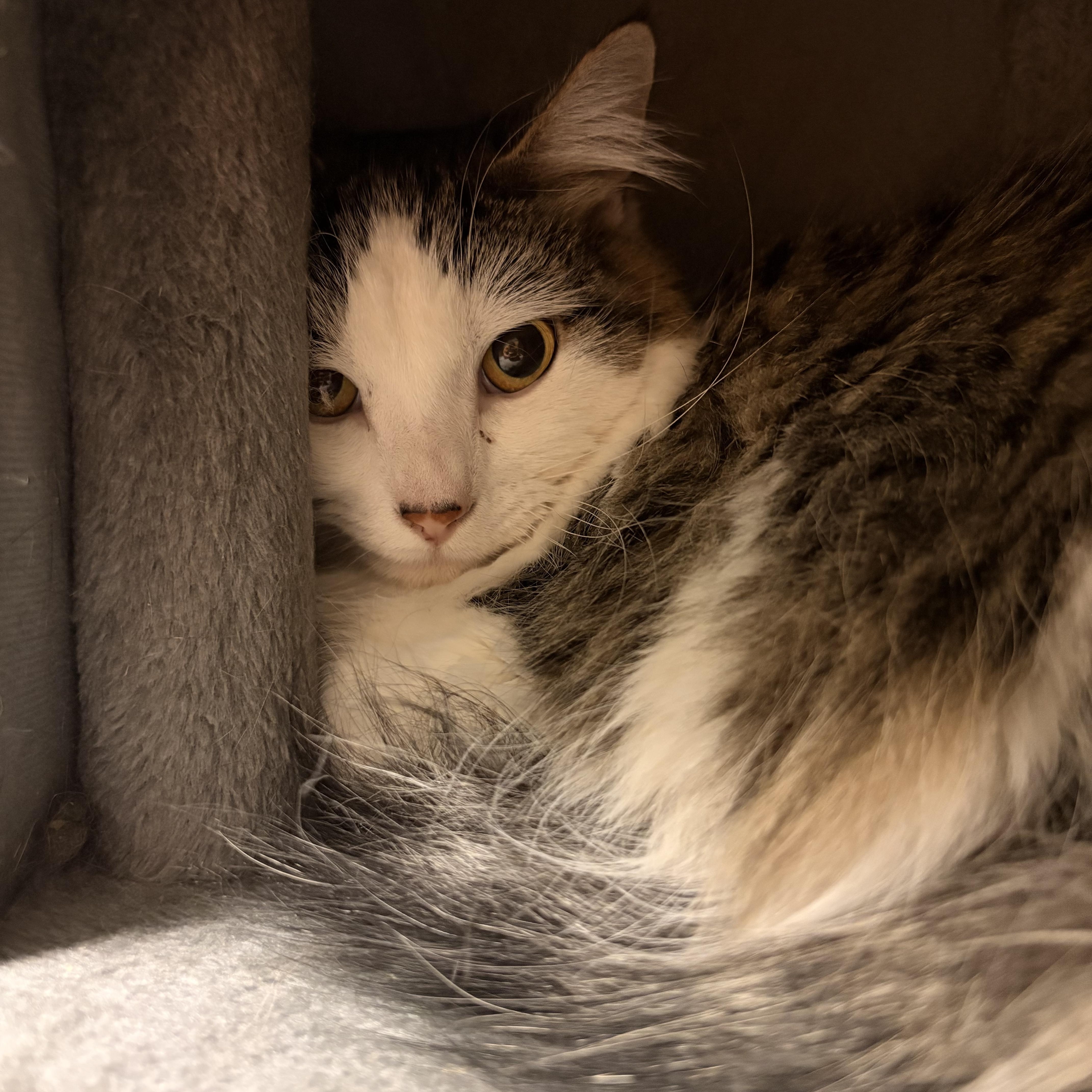 Enlarge MooMoo, a Adoptable Domestic Long Hair in Spokane, WA image 2/2