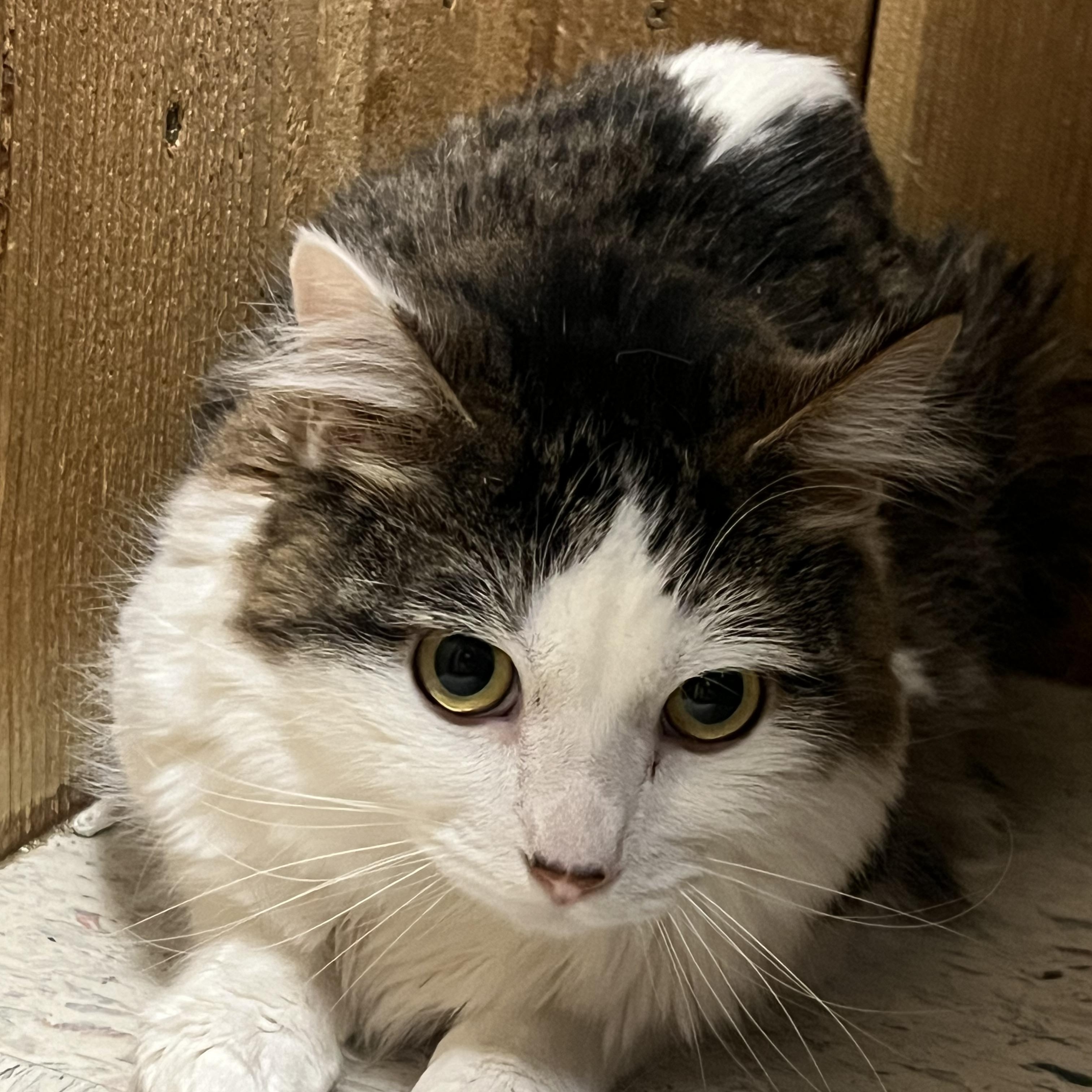 MooMoo, Adoptable, Young Female Domestic Long Hair.