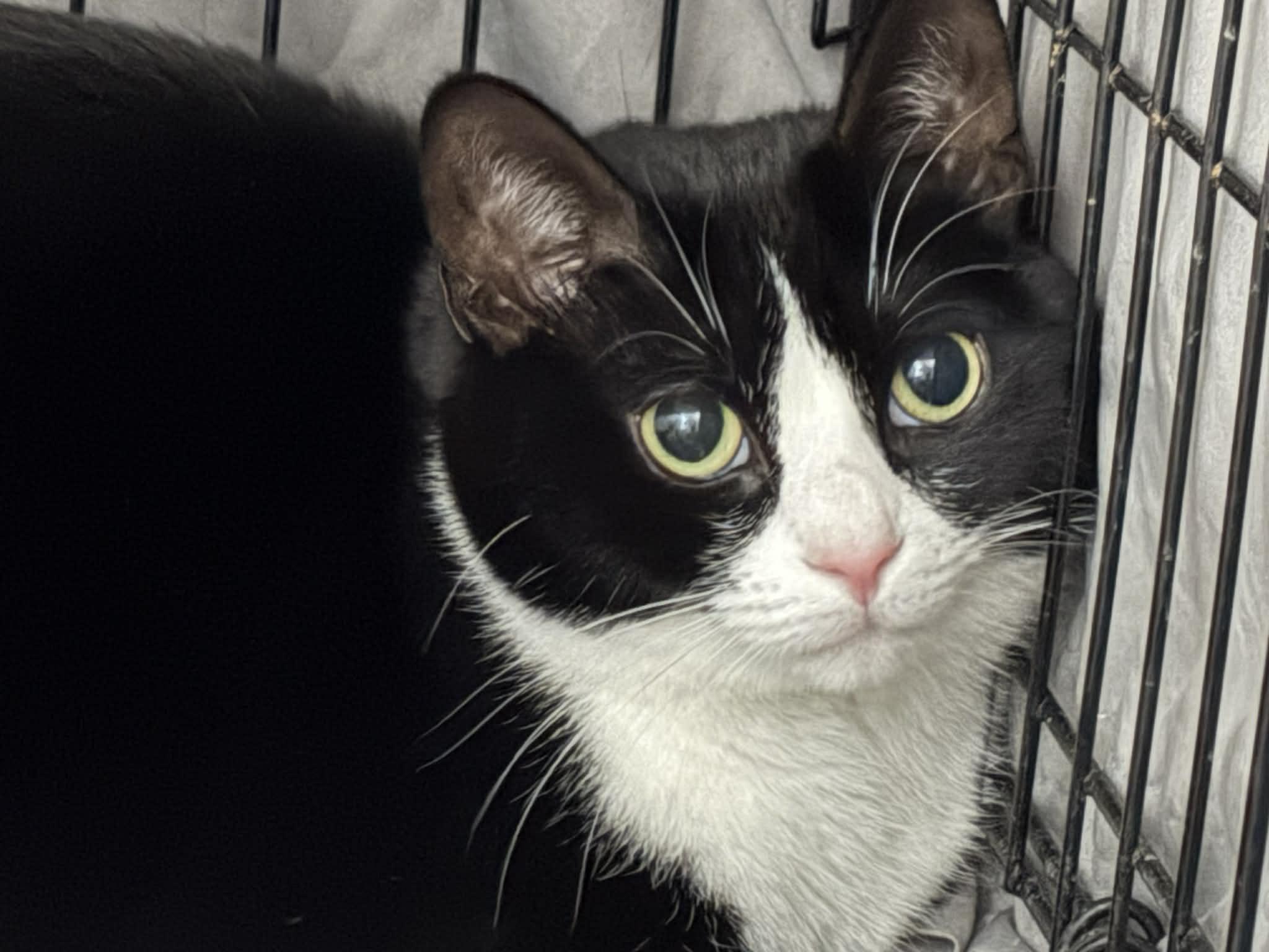 Sweetie Pie, ADOPTABLE, Adult Female Domestic Short Hair.