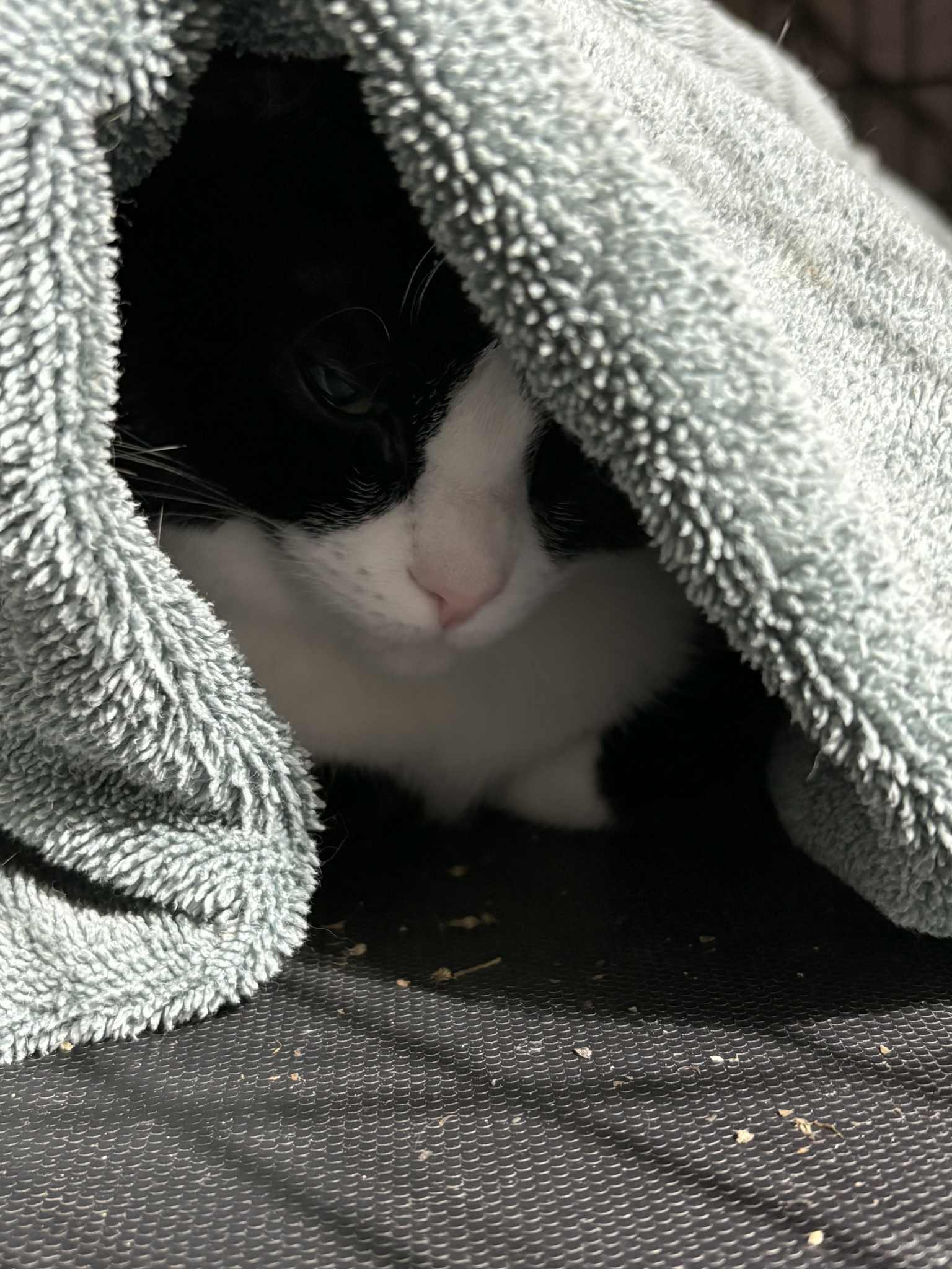 Enlarge Sweetie Pie, a ADOPTABLE Domestic Short Hair in Westfield, MA image 2/2