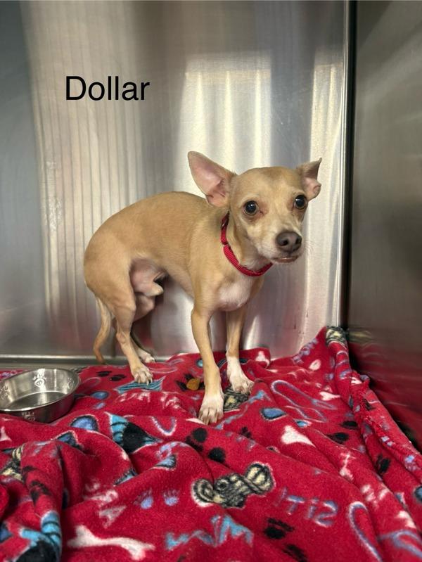Dollar, Adoptable, Adult Male Chihuahua.