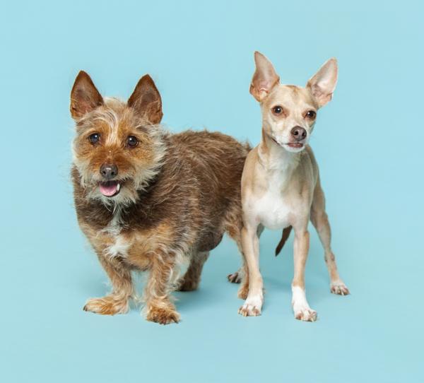 Enlarge Dollar, a Adoptable mixed breed in Knoxville, TN image 2/3