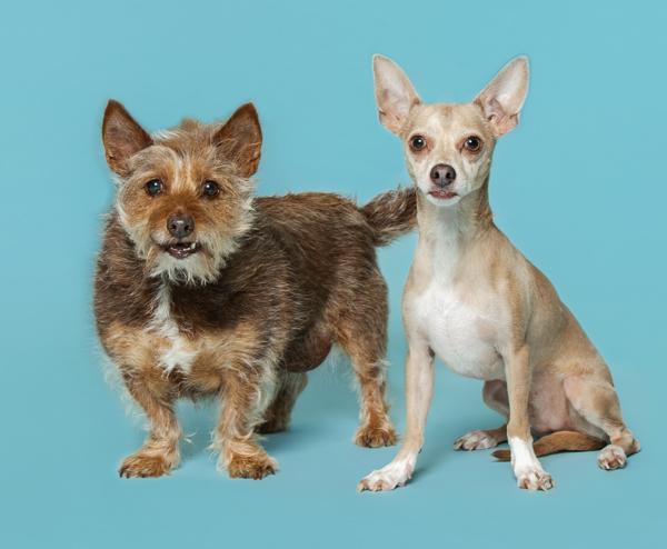 Enlarge Dollar, a Adoptable mixed breed in Knoxville, TN image 3/3