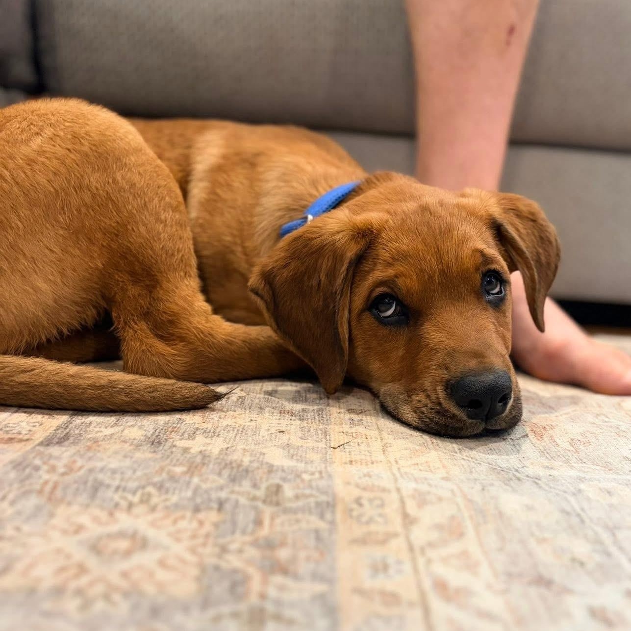 Enlarge Ford, a ADOPTABLE mixed breed in McHenry, IL image 2/4