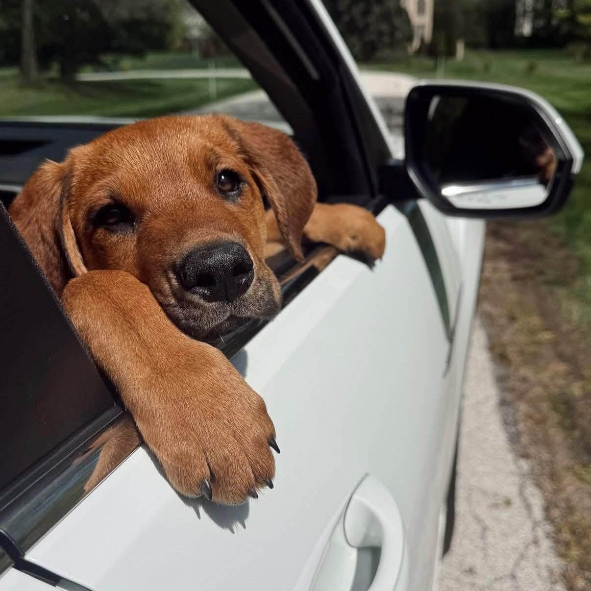 Ford, ADOPTABLE, Puppy Male Labrador Retriever & Rhodesian Ridgeback.